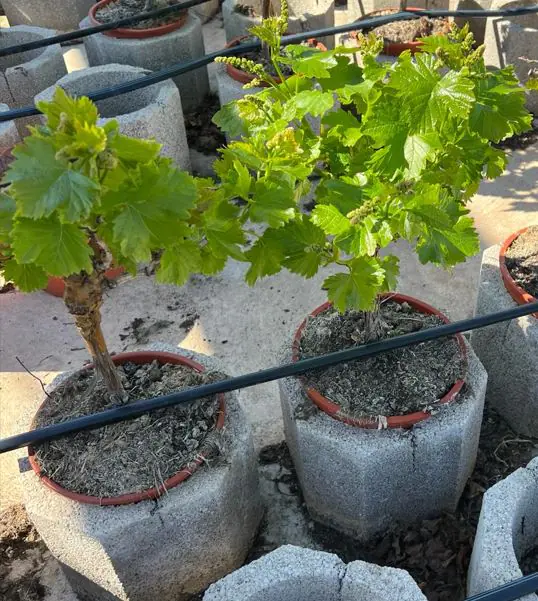 Vitis Vinifera Weinrebe 20 cm Topf 