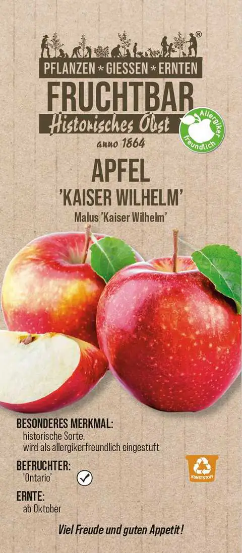 Historische Bio Obstbäume  Apfel Kaiser Wilhelm H 150 cm 29 cm Topf