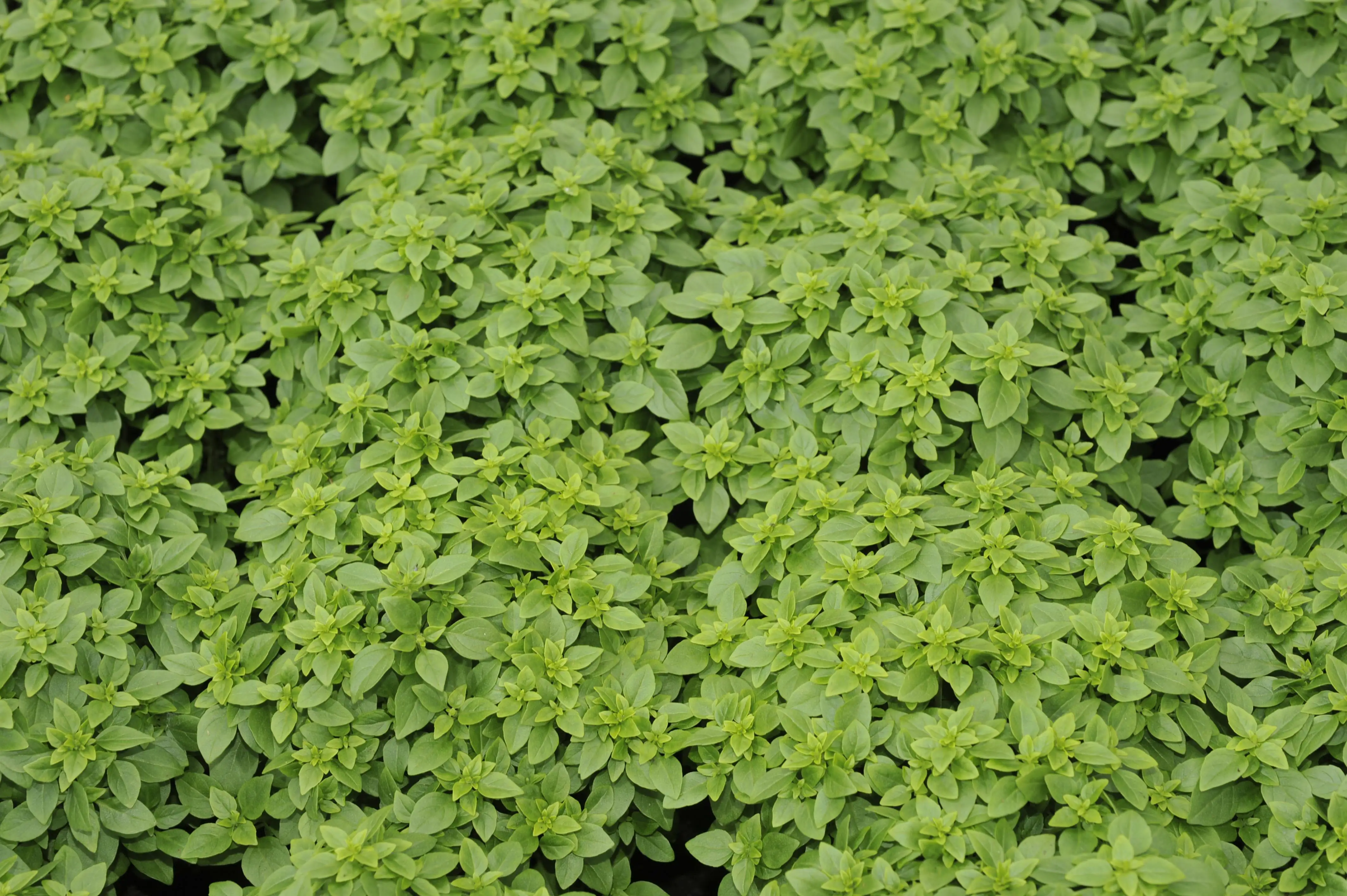 Mediterrane Gewürzkräuter Oregano Origanum Vulgare H 25 cm 14 cm Topf