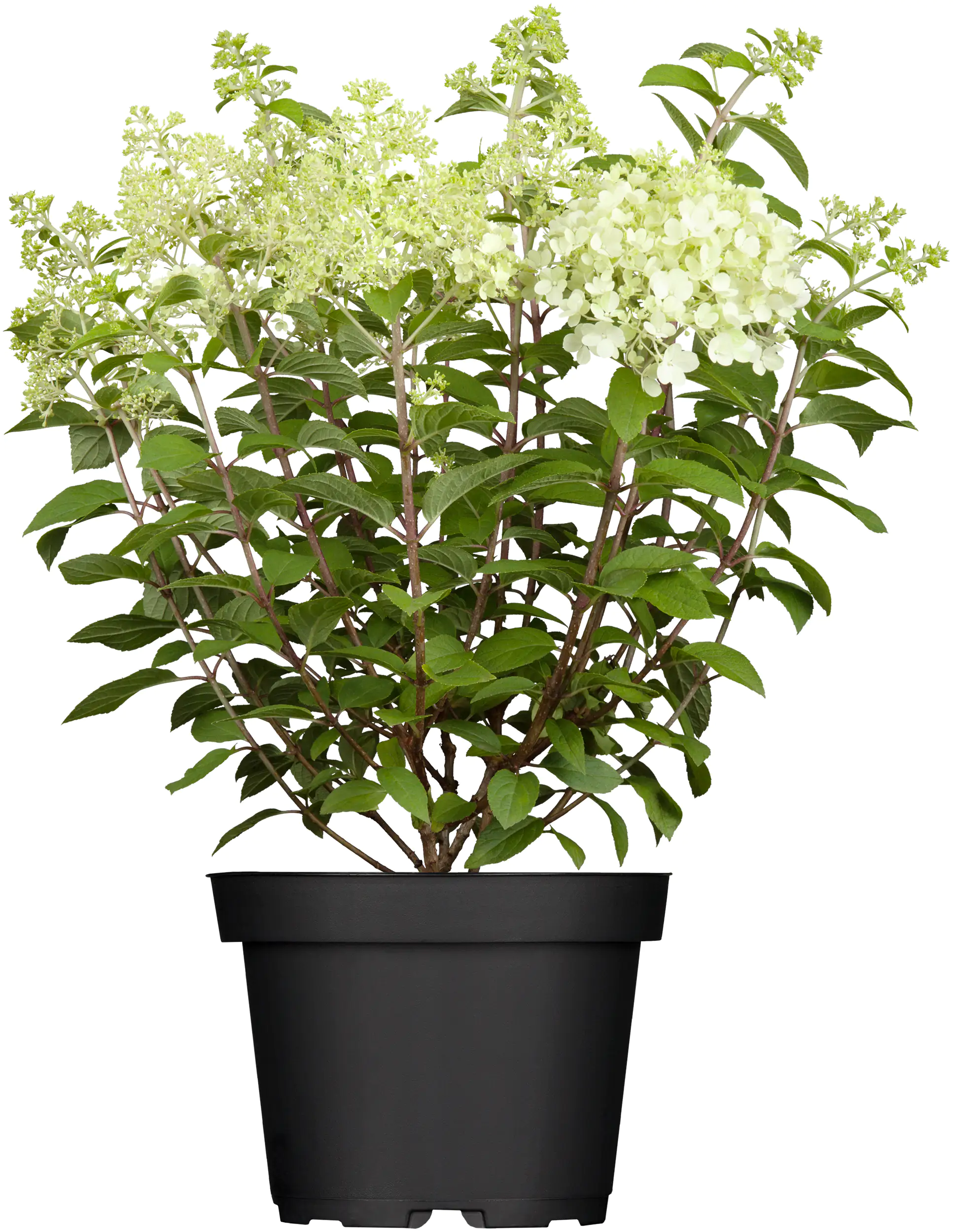Rispenhortensie Hydrangea paniculata i. S., 4 l Container