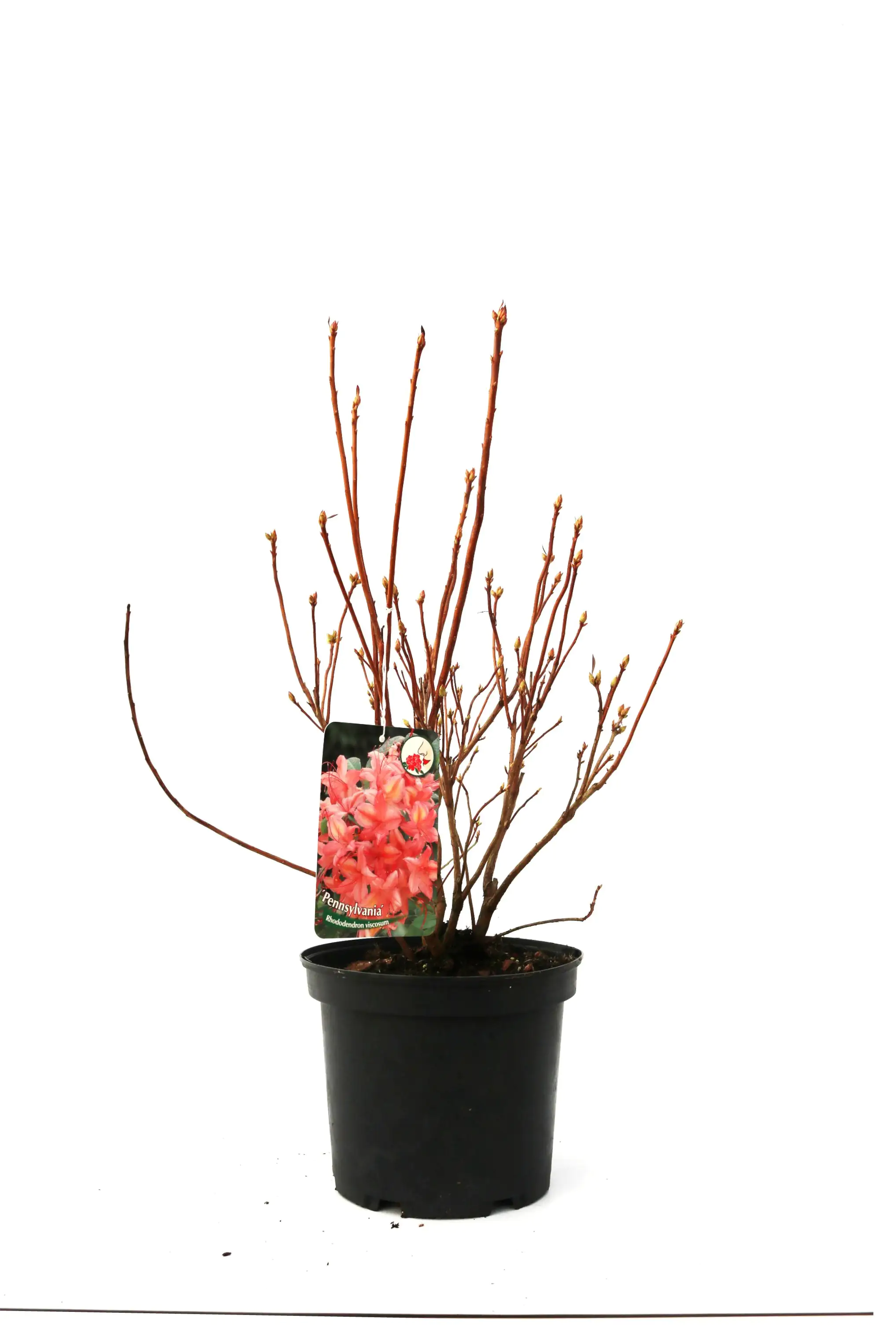 Rhododendron PG II + III Liebhaber 5 l Container