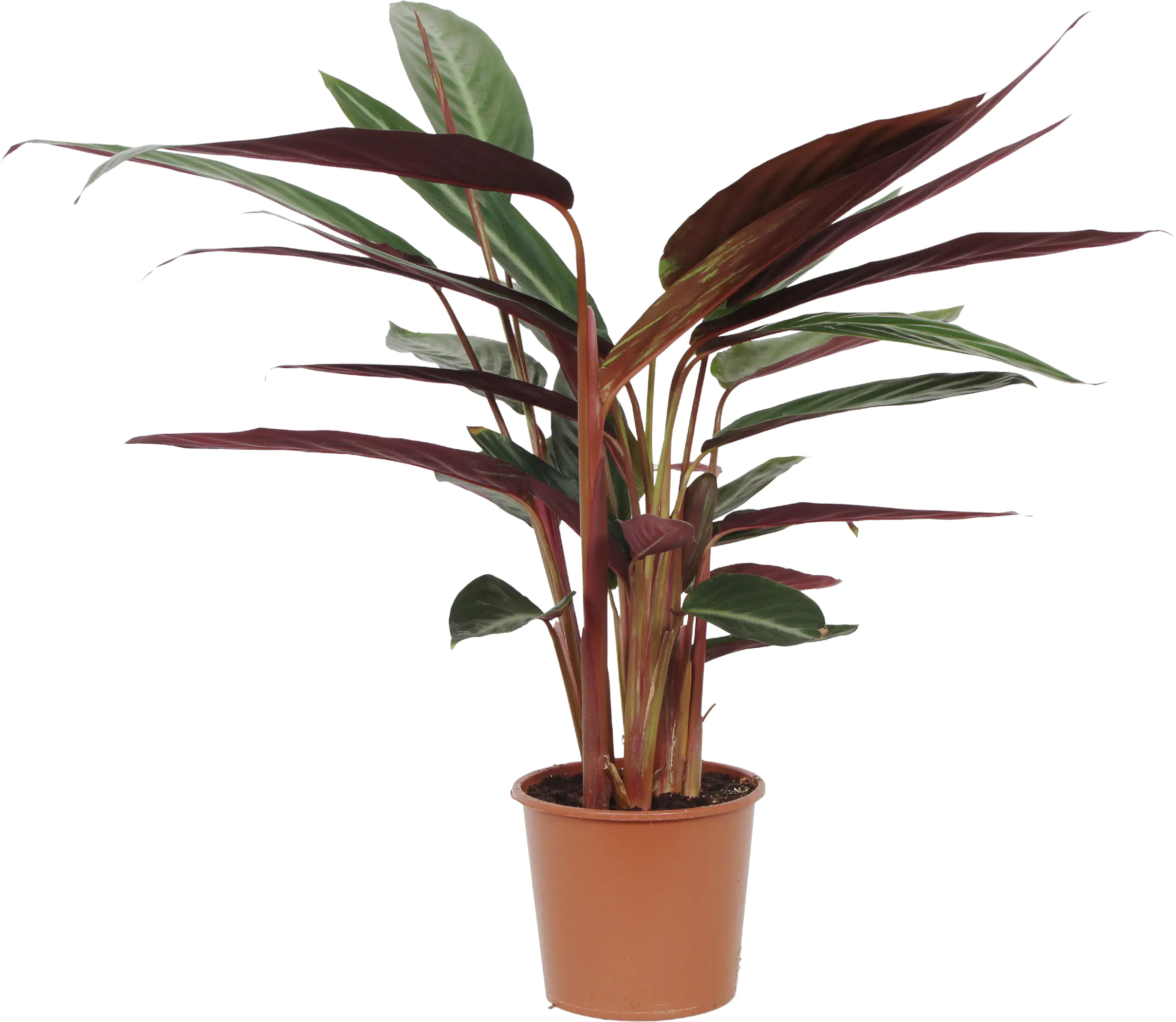 HAMIPLANT Korbmarante Calathea im 17 cm Topf