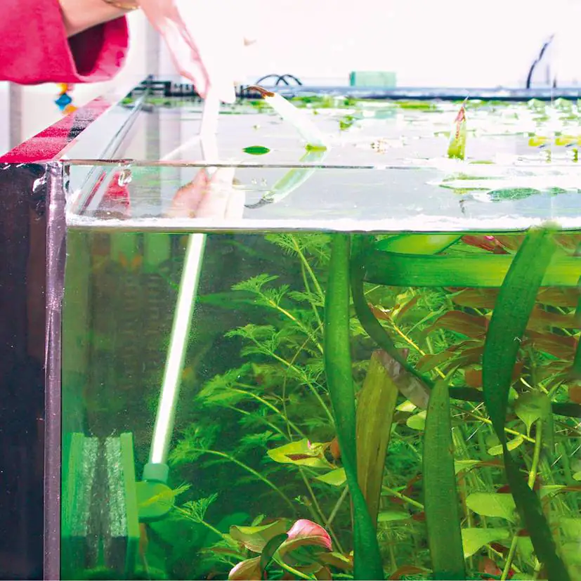 JBL Blanki Set Kratzfreier Aquarien-Scheibenreiniger mit Stiel