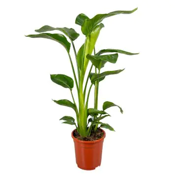 Strelitzia Nicolai Baumstrelitzie 17cm Topf