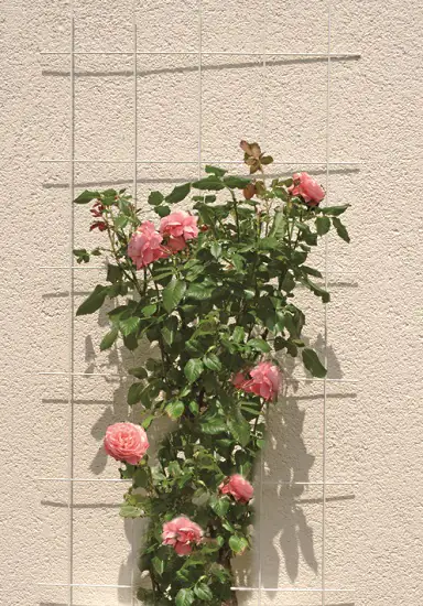 TrendLine Wandspalier 150x75cm grün 150 x 75 cm