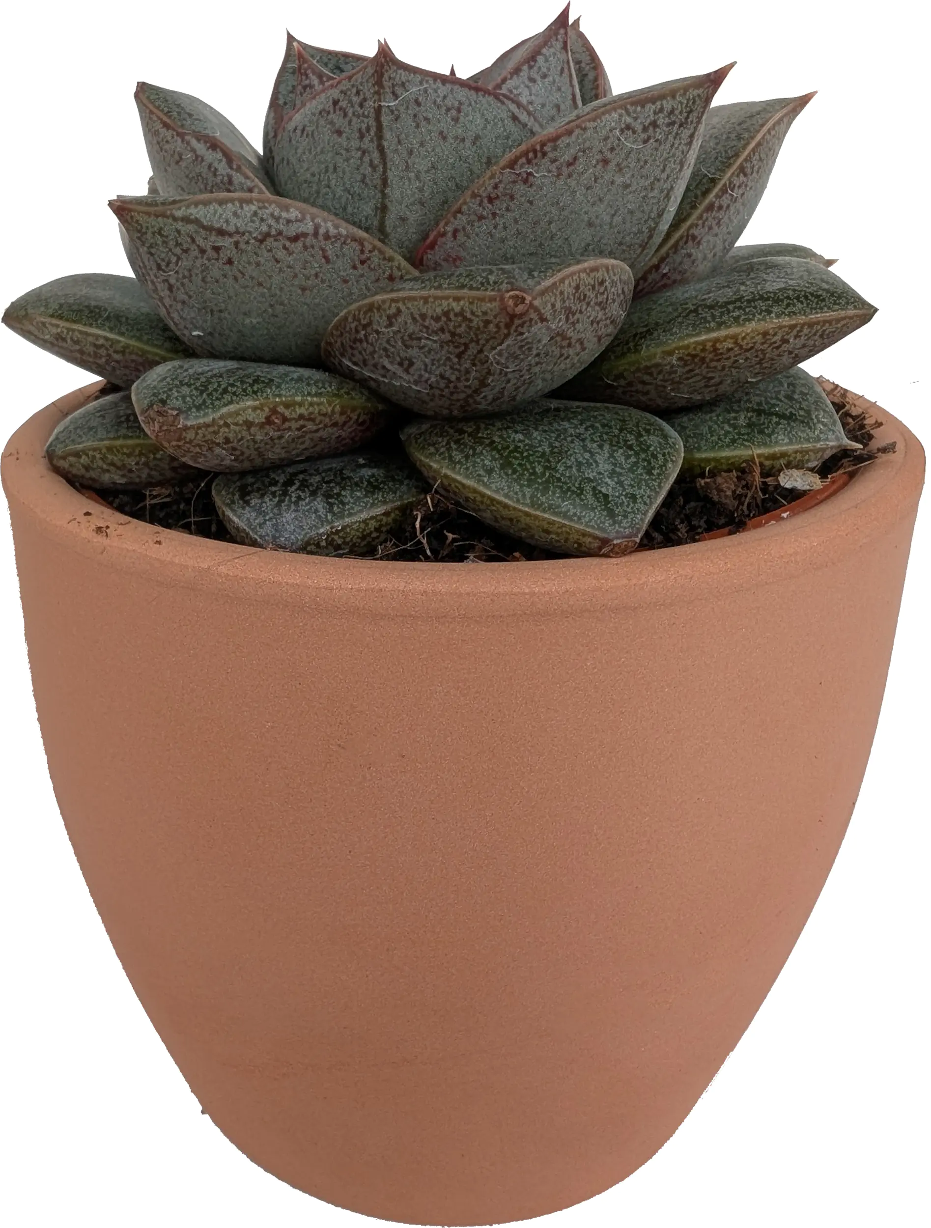 Cactaceae Sukkulenten 8,5 cm im 9 cm Topf 