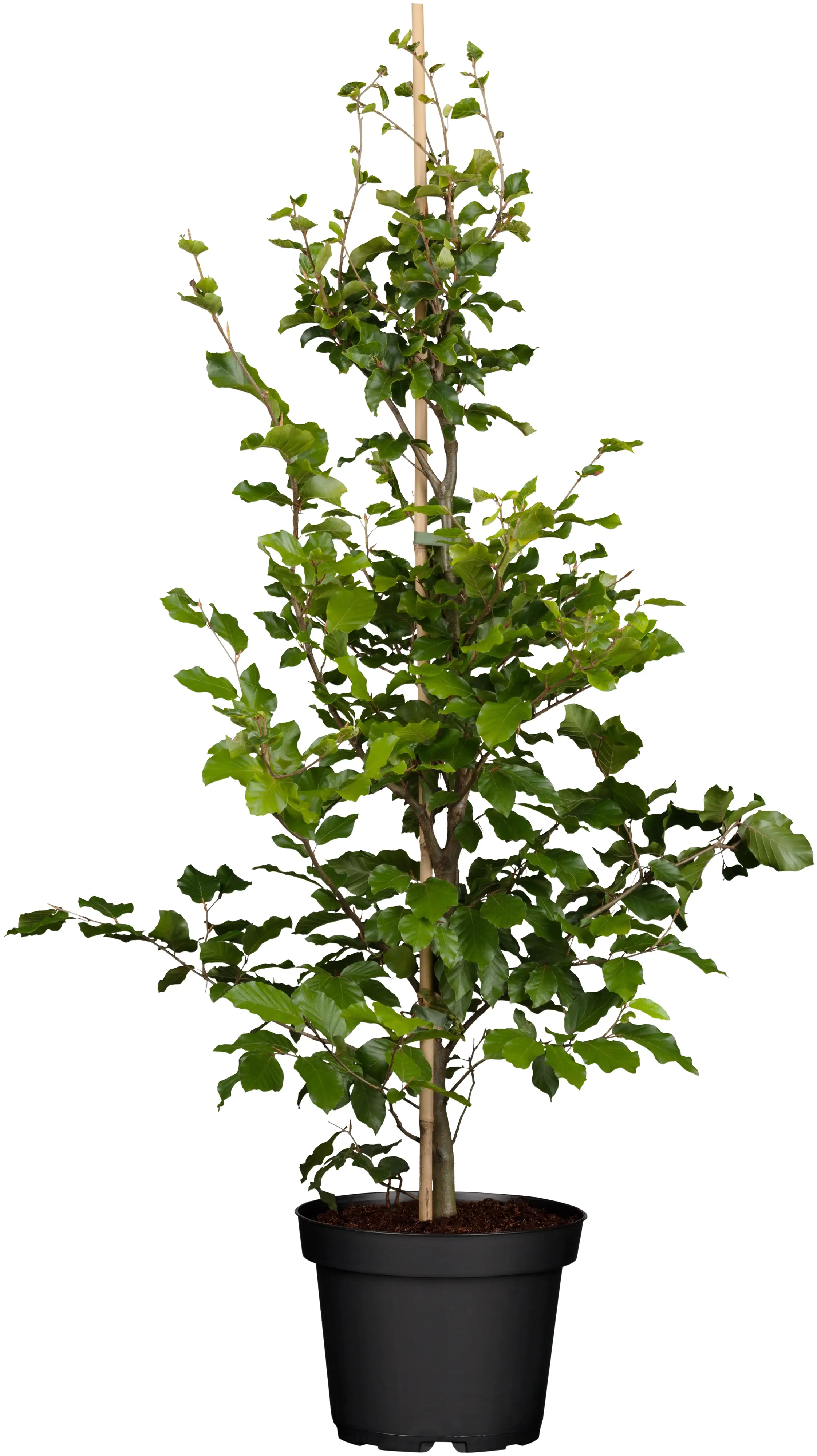 Rotbuche Fagus sylvatica H 150 - 175 cm, 35 Stück