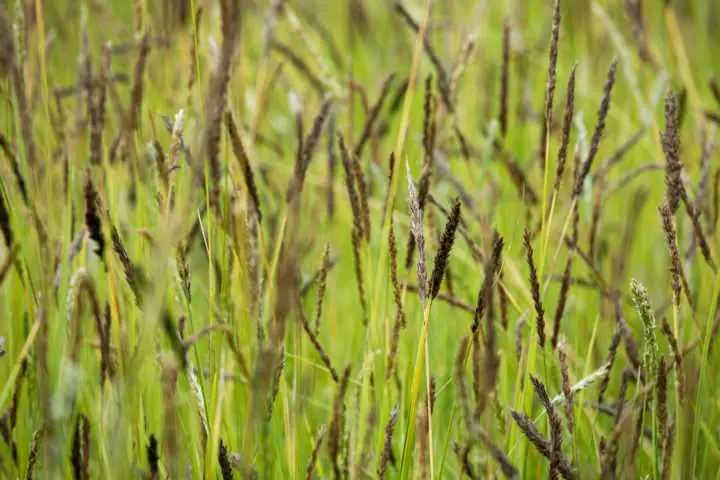Pfeifengras Molinia arundinacea Black Arrows 23 cm Topf