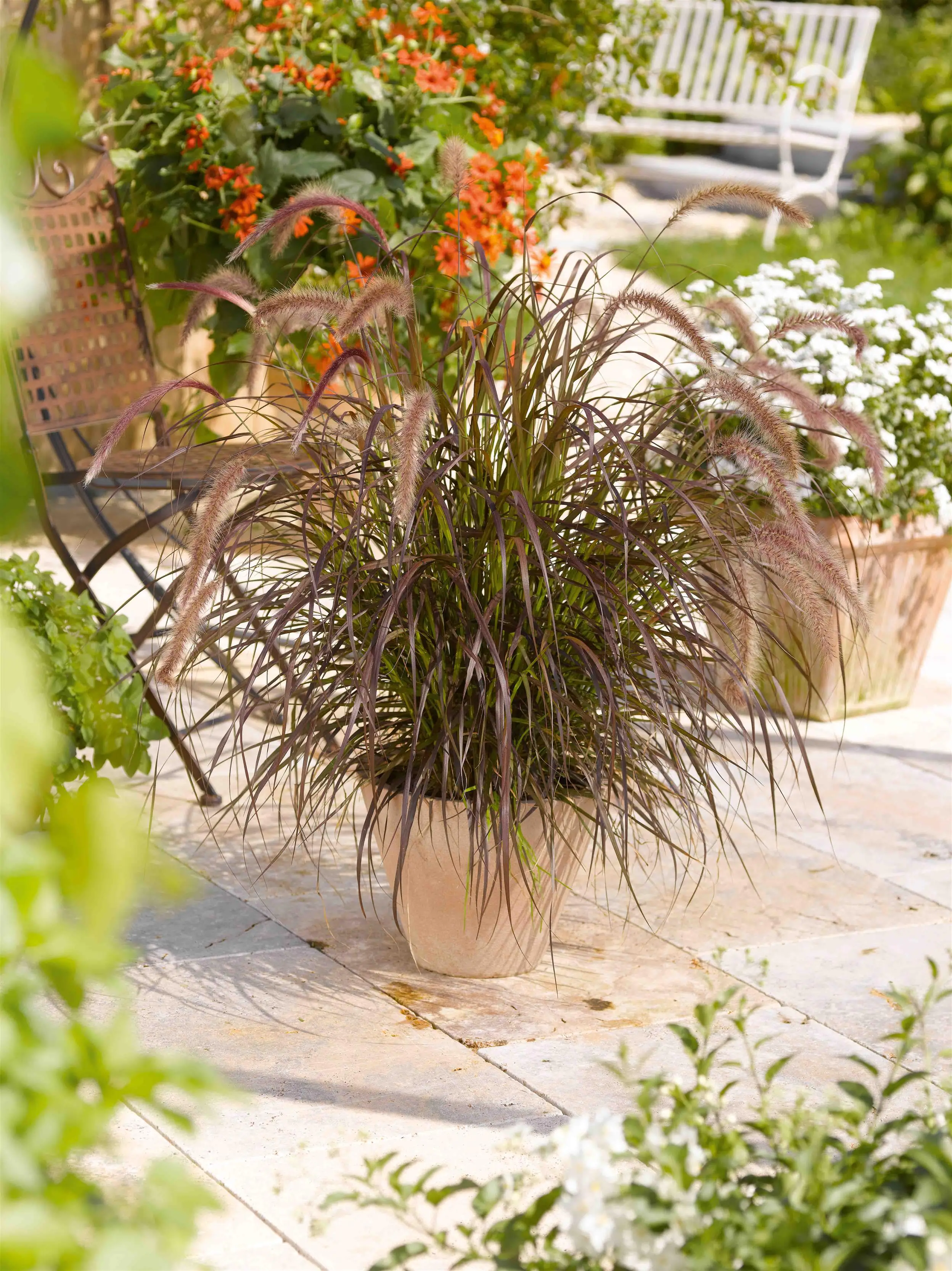 Sommergras Pennisetum setaceaum Rubrum 5 L Container