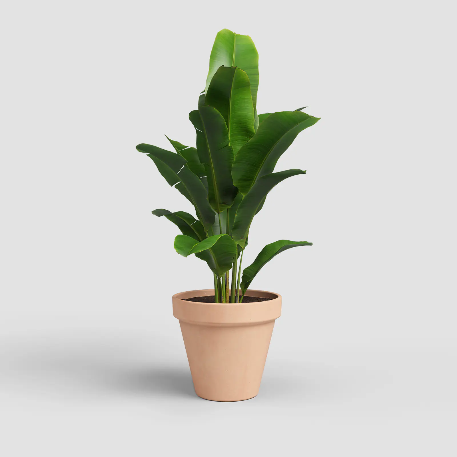 Artevasi Pflanztopf Amália Terrakotta Ø 17,2 x 15,3 cm natur