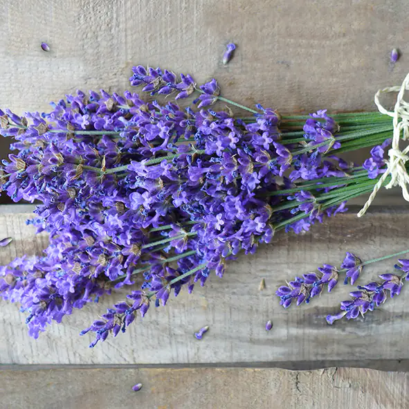 Braun & Company Servietten Motiv Natrural Lavender 33 x 33 cm - 20er Pack