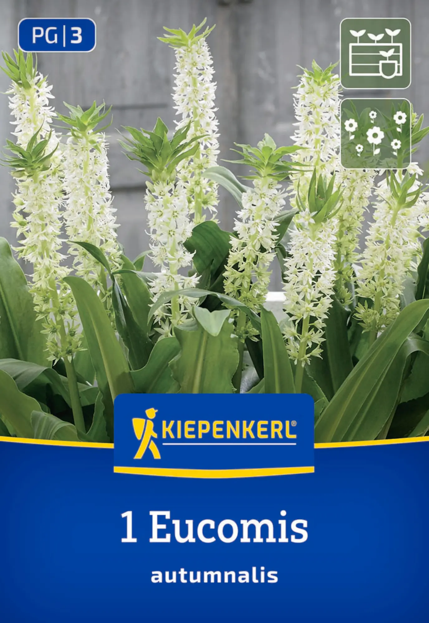Kiepenkerl Frühjahrsblumenzwiebel Eucomis autumnalis 1 Stück