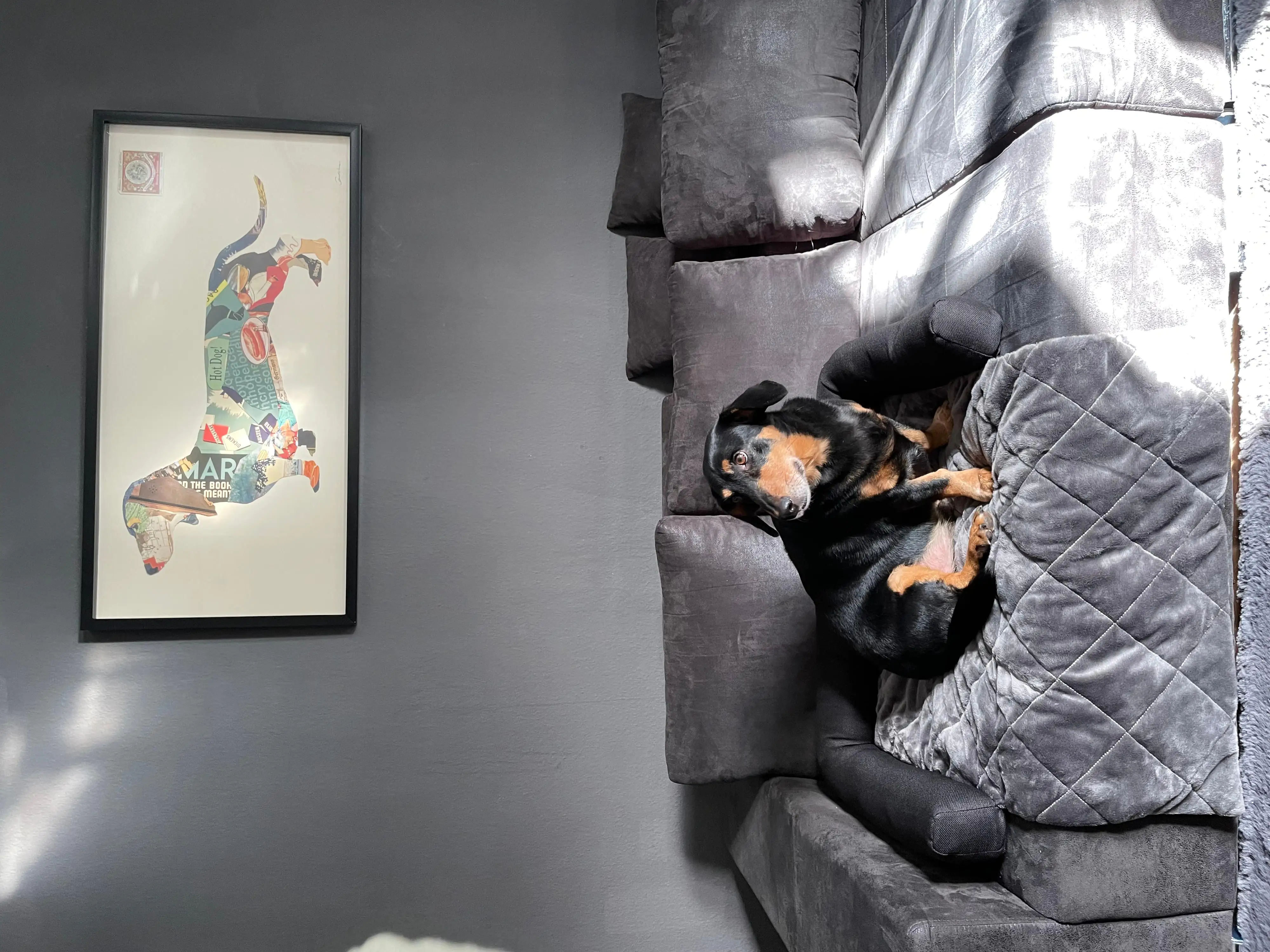 Lebon Hundebett Camil Sofa- & Reisebett eckig L 90 x B 55 x H 12 cm