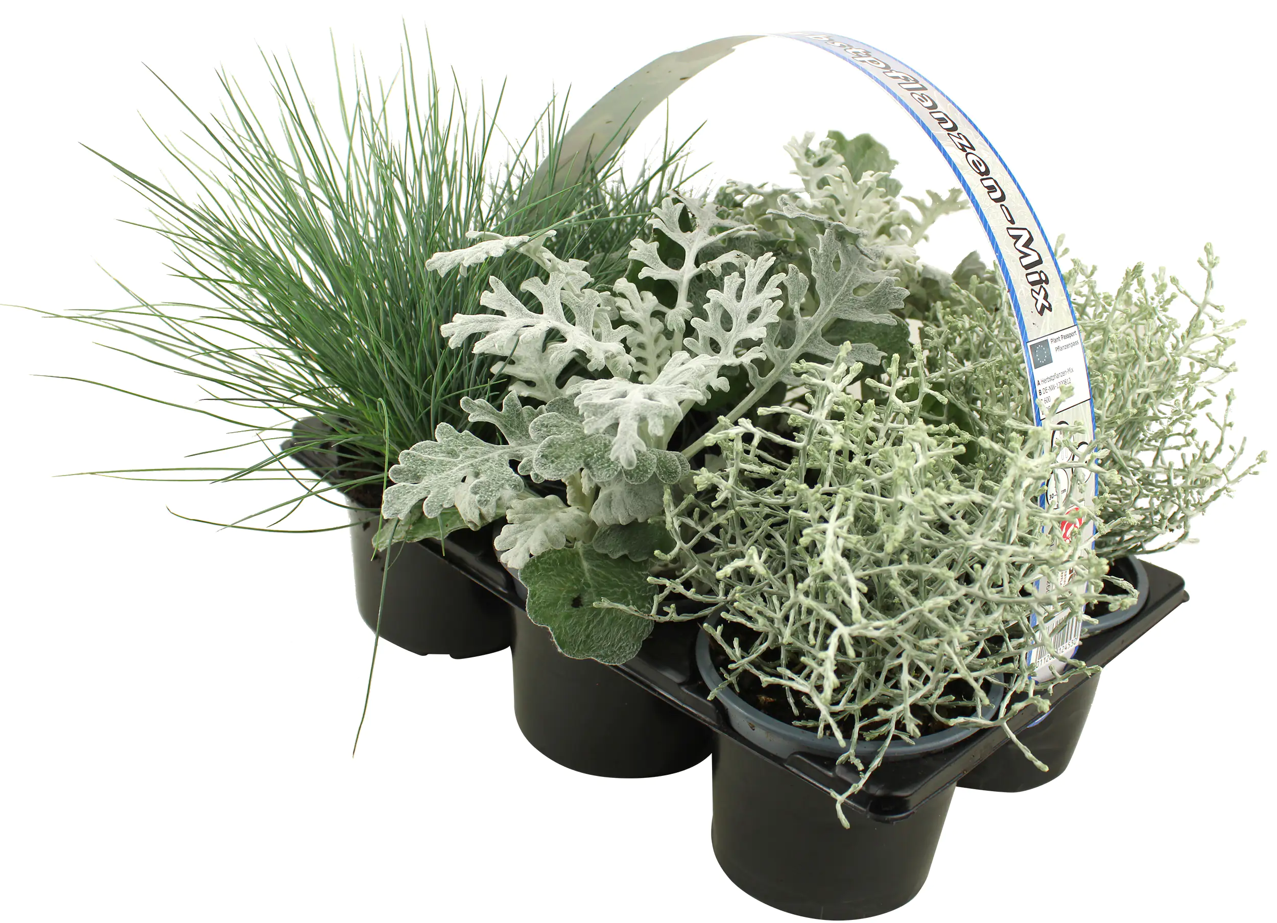Silberner Herbst 6er Pack