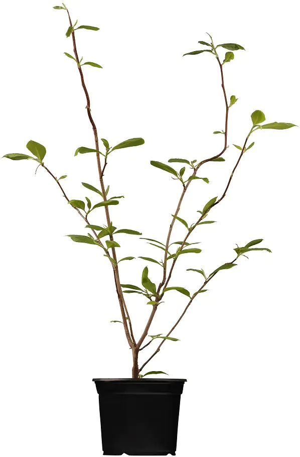 Tulpenmagnolie 5 l Container