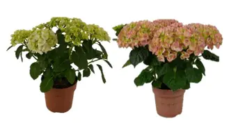 Hydrangea Macrophylla Hortensie Mix im 14cm Topf
