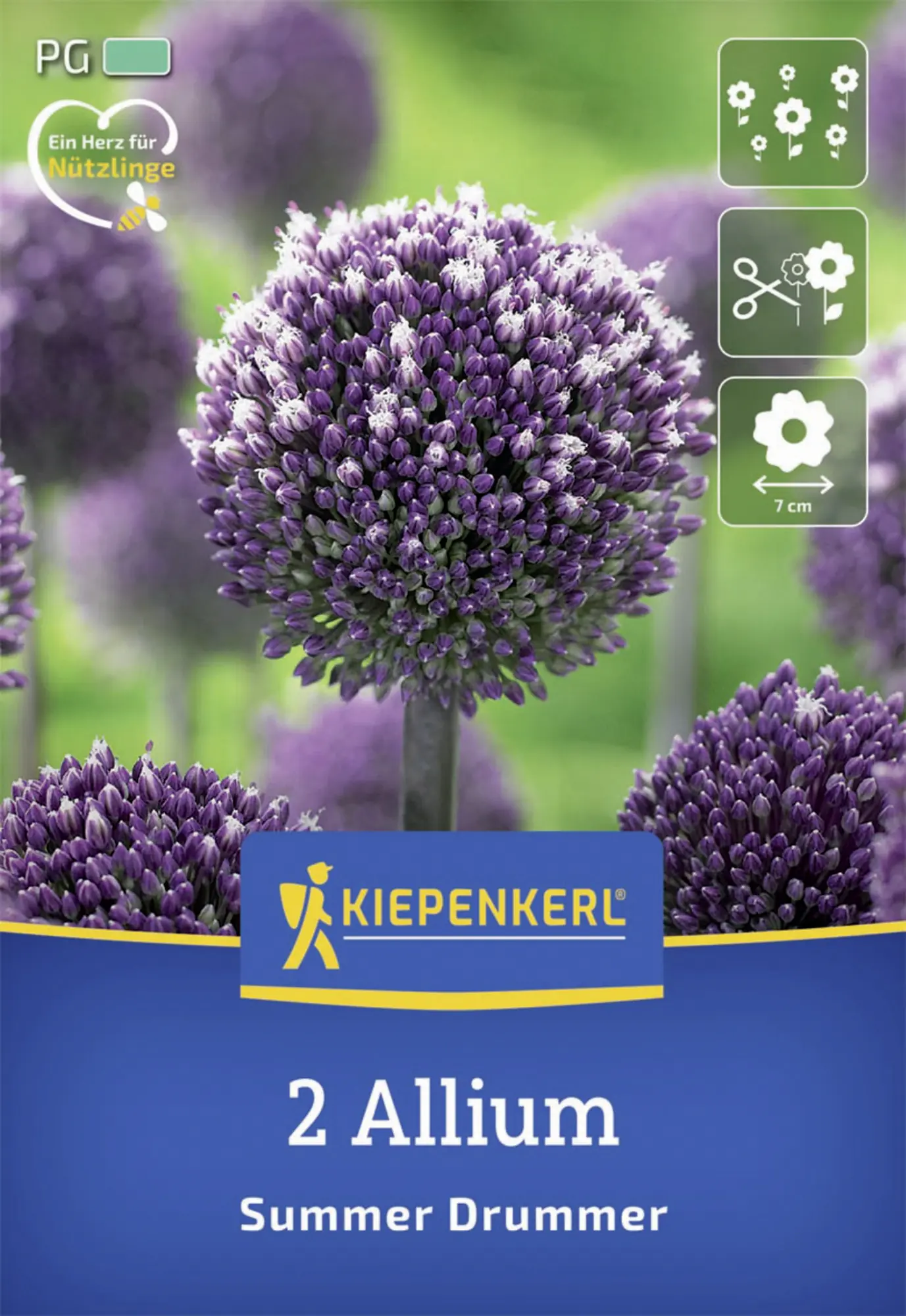 Kiepenkerl Herbstblumenzwiebel Zierlauch Summer Drummer 2 Stück