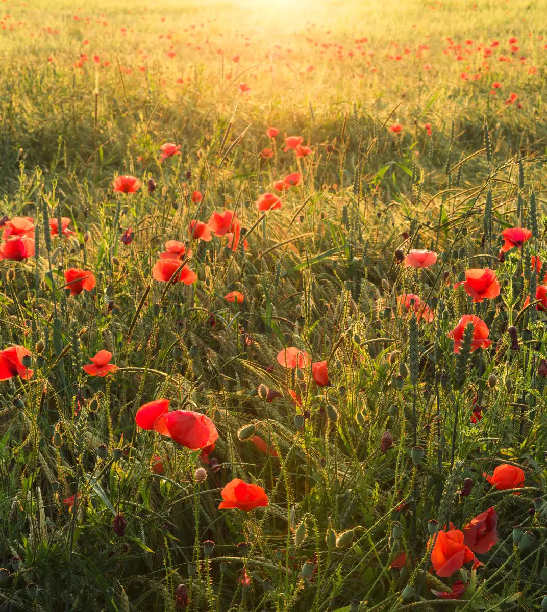 Komar Vlies Fototapete Poppy World 250 x 280 cm 