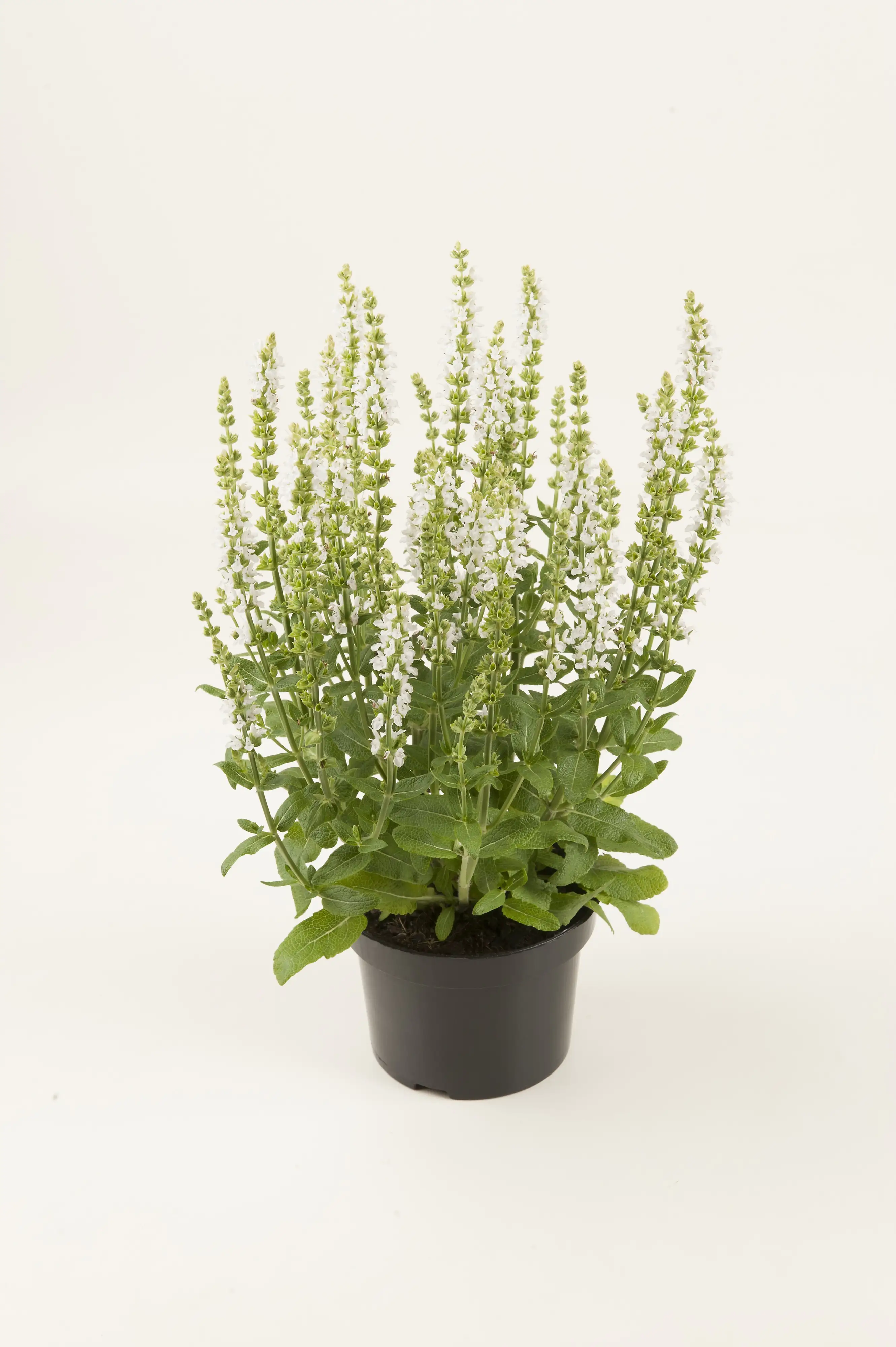 Salbei in Sorten Salvia H 30 cm+ 5 L Container