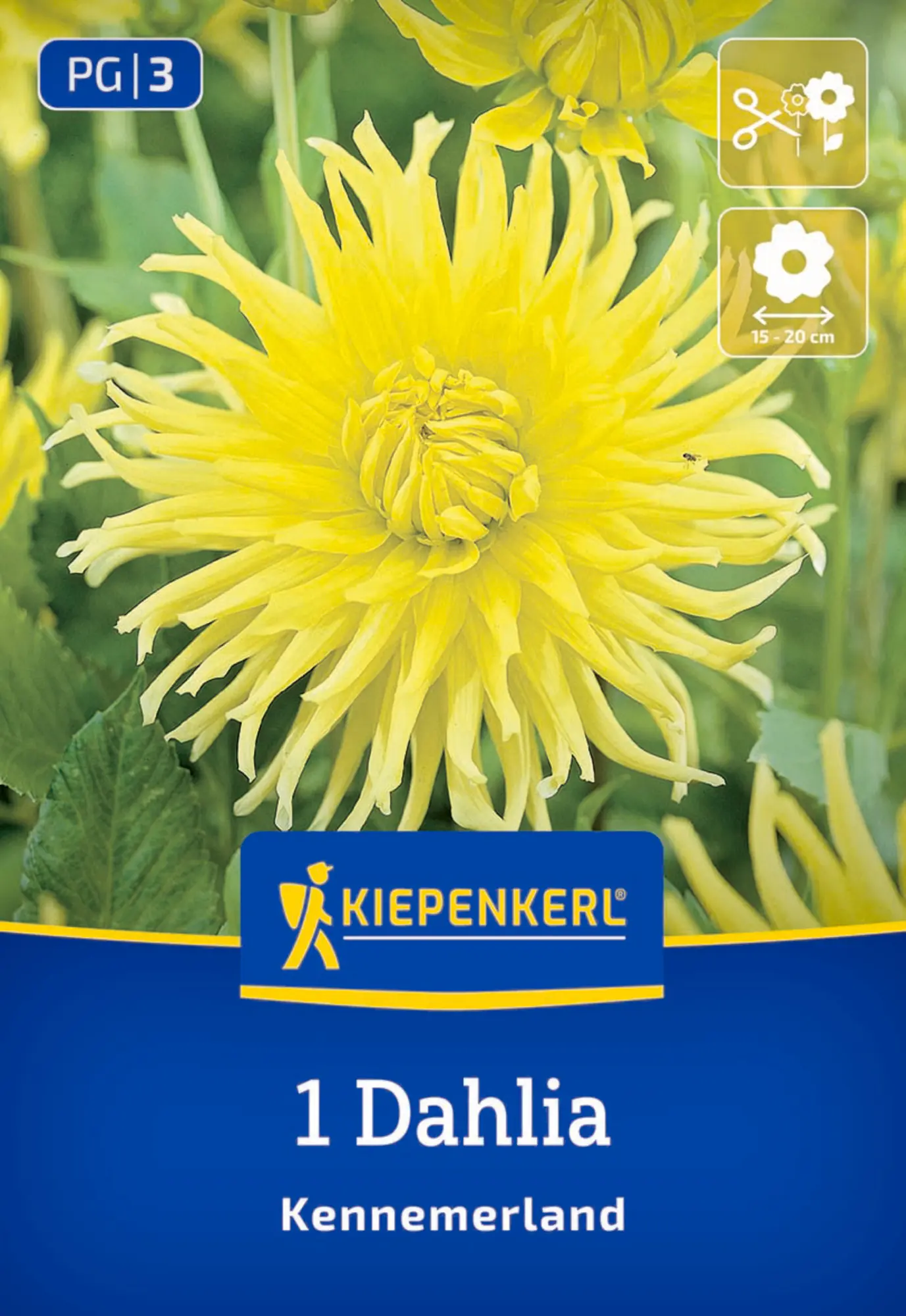 Kiepenkerl Frühjahrsblumenzwiebel Kaktus-Dahlie Kennemerland 1 Stück