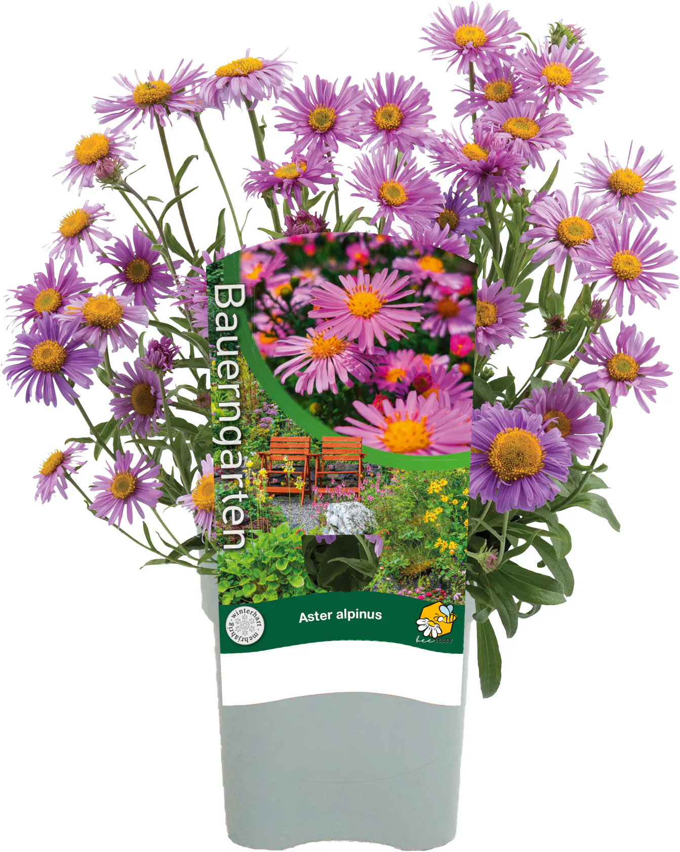 Stauden-Mix "Bauern-Garten" 15 cm Topf