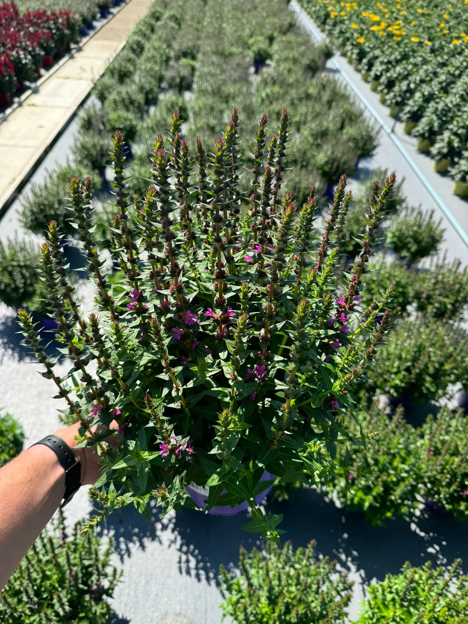 Gewöhnlicher Blutweiderich Lythrum salicaria "Robin" 17 cm Topf