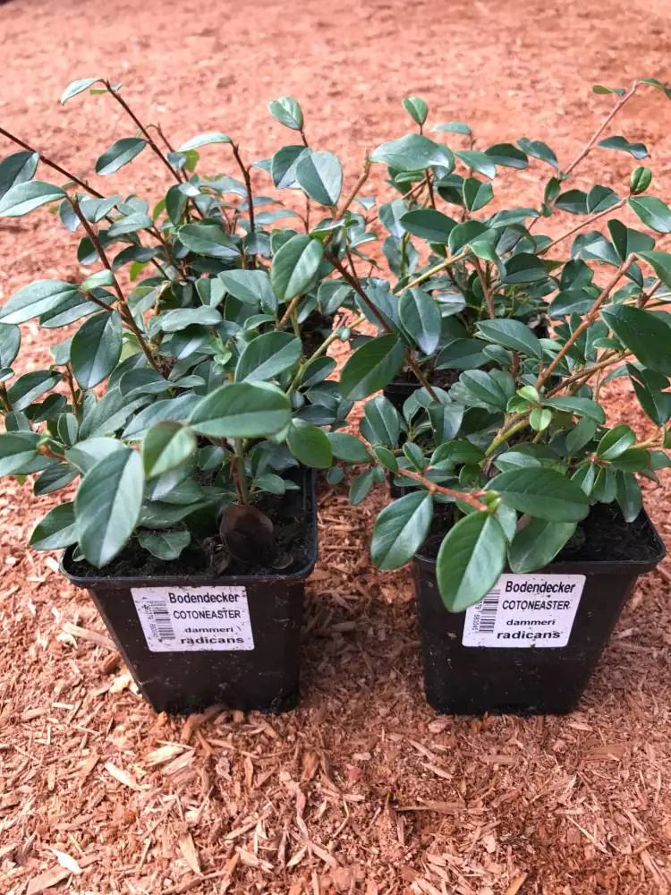 Teppichmispel Cotoneaster dammeri 'Radicans' 0,5 l Container