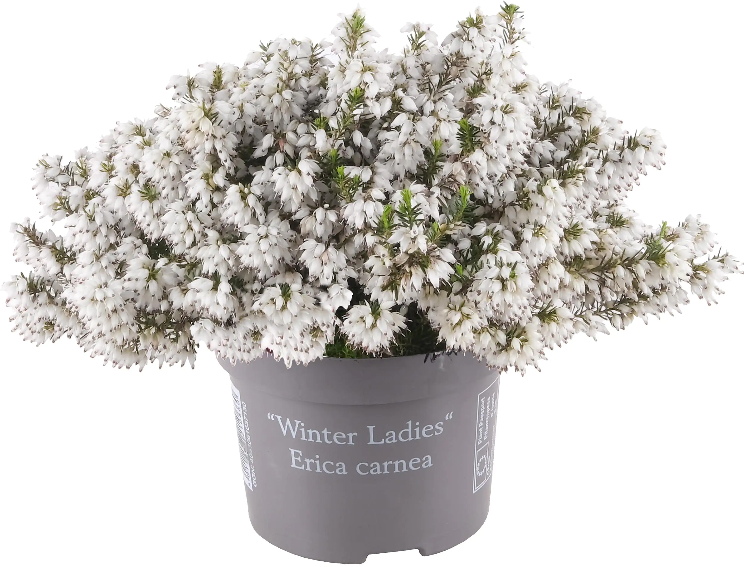 Erica Winter Beauties 11 cm Topf