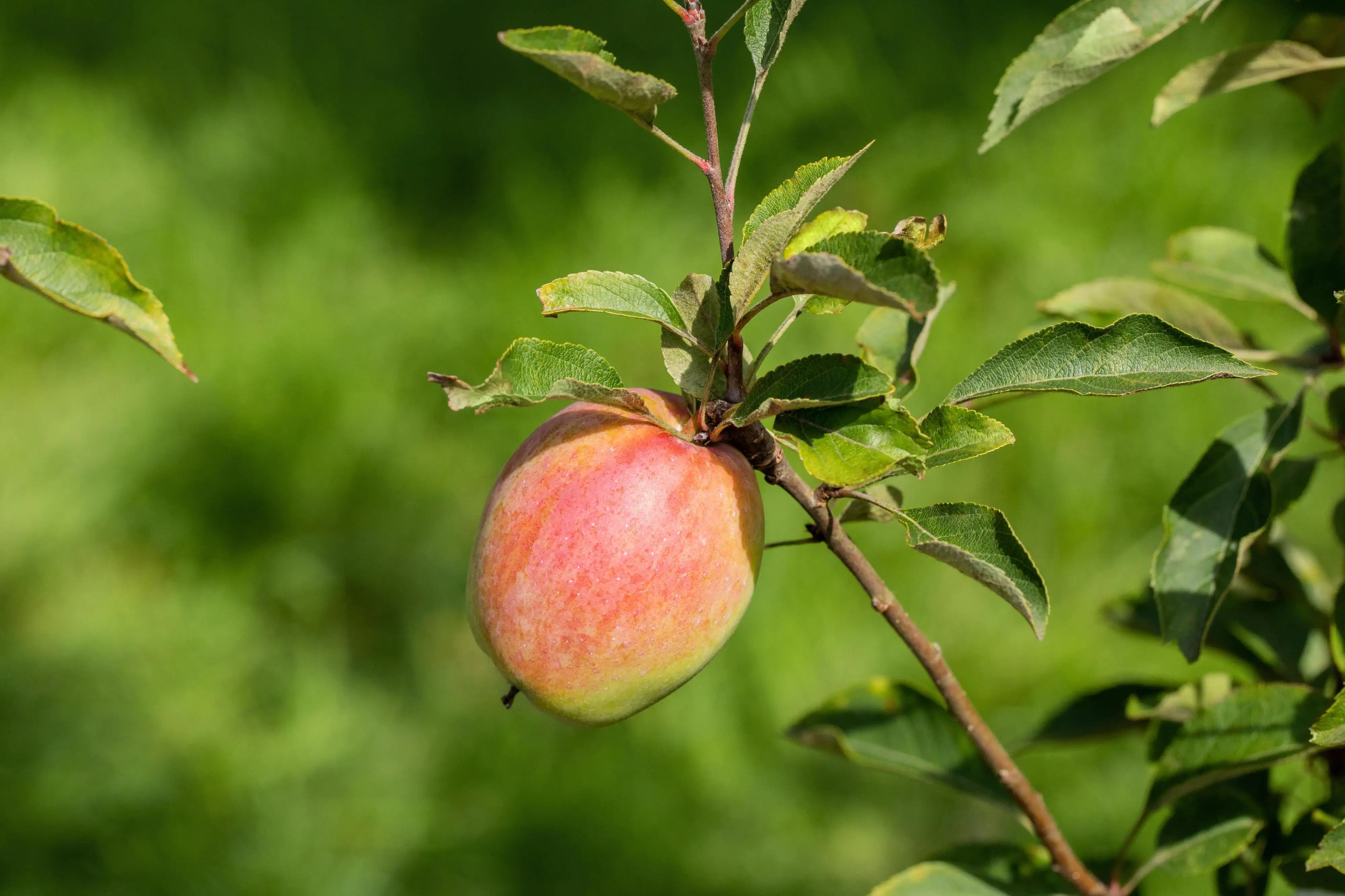 Historische Bio Obstbäume  Apfel Prinz Albrecht H 150 cm 29 cm Topf