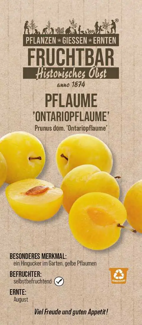 Historische Bio Obstbäume Pflaume Ontariopflaume H 150 cm 29 cm Topf