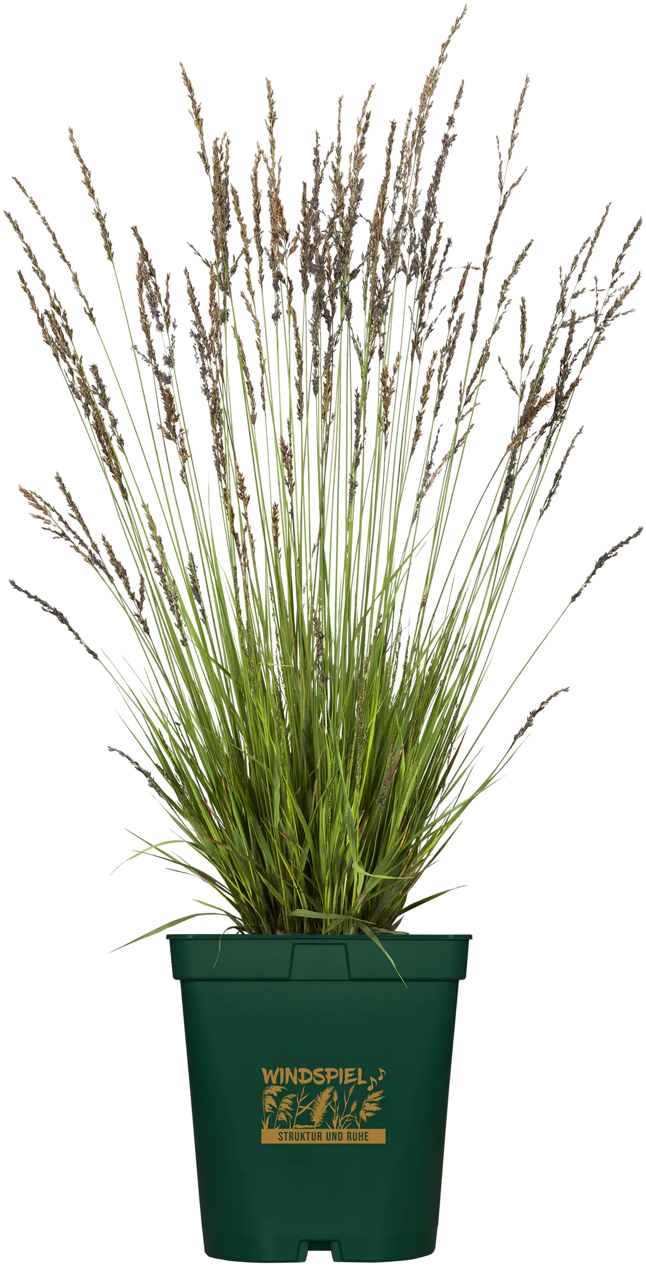 Gräser Windspiel 23 cm Topf