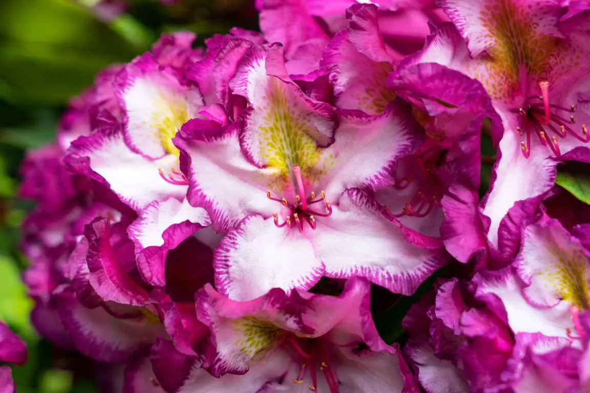 Rhododendron hybrid Happydendron H 30 - 40 cm 5 L Container