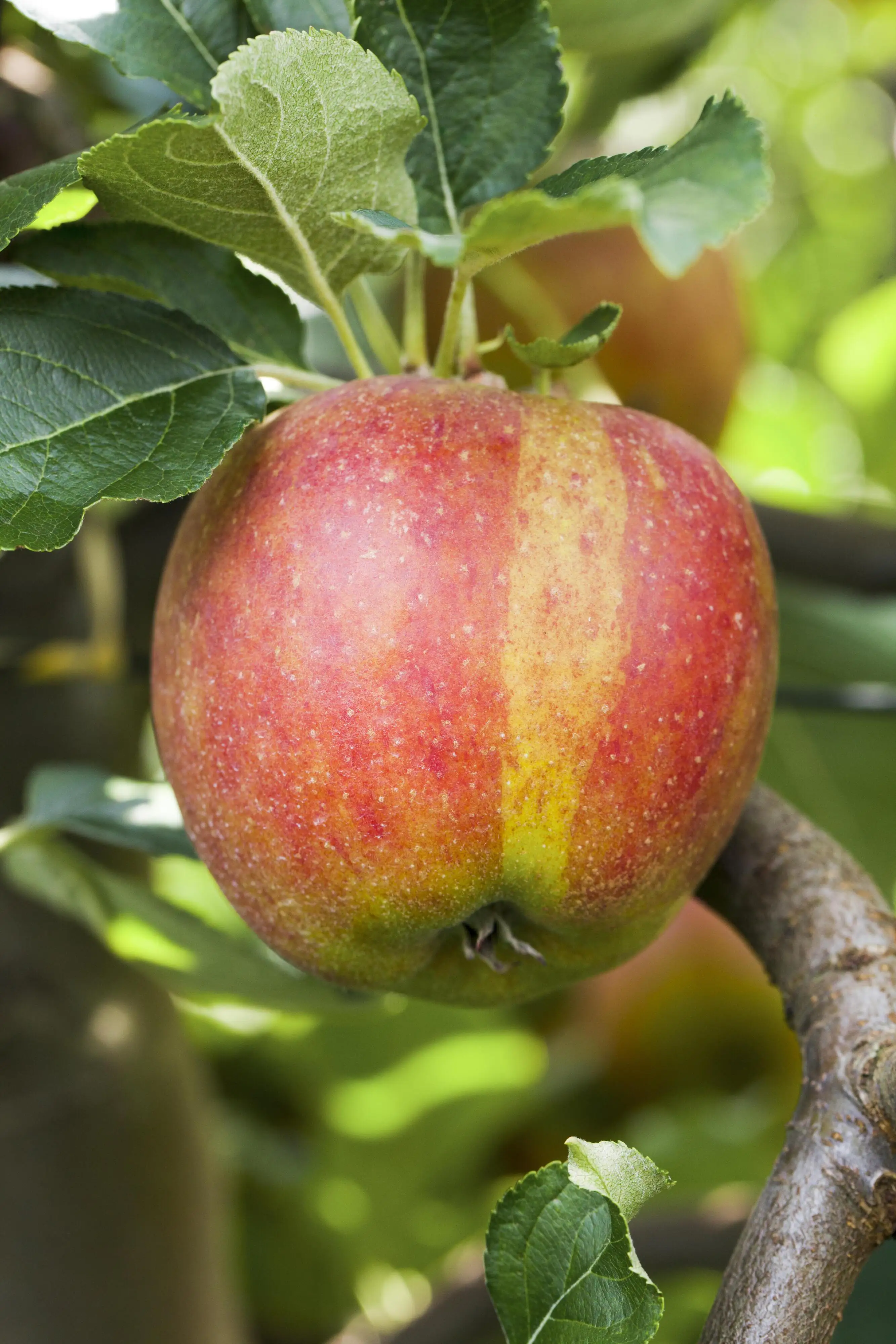 Obstabum Apfel in Sorten 19 cm Topf, 100-125 cm hoch