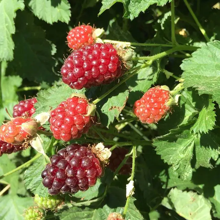Obststrauch Brombeere 2 L Eck-Container