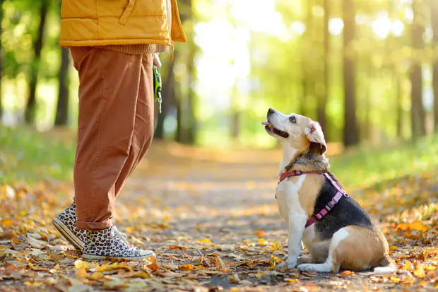 Hundetraining