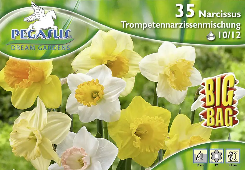 Pegasus BigBag Narzissen Trompetenmischung Narcissus pseudonarcissus