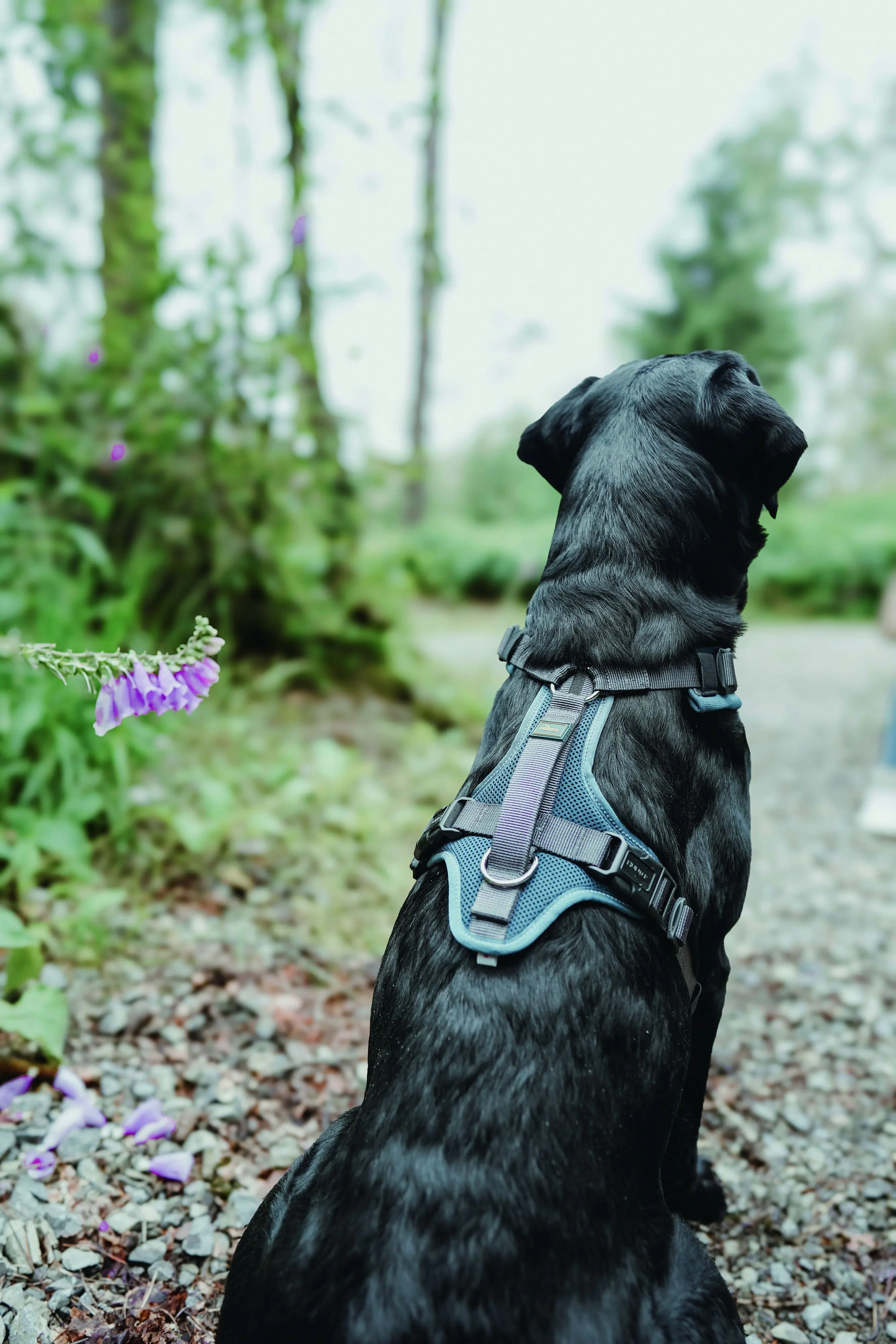 Hunter Hundegeschirr Maldon Up mit Griff L petrol/grau