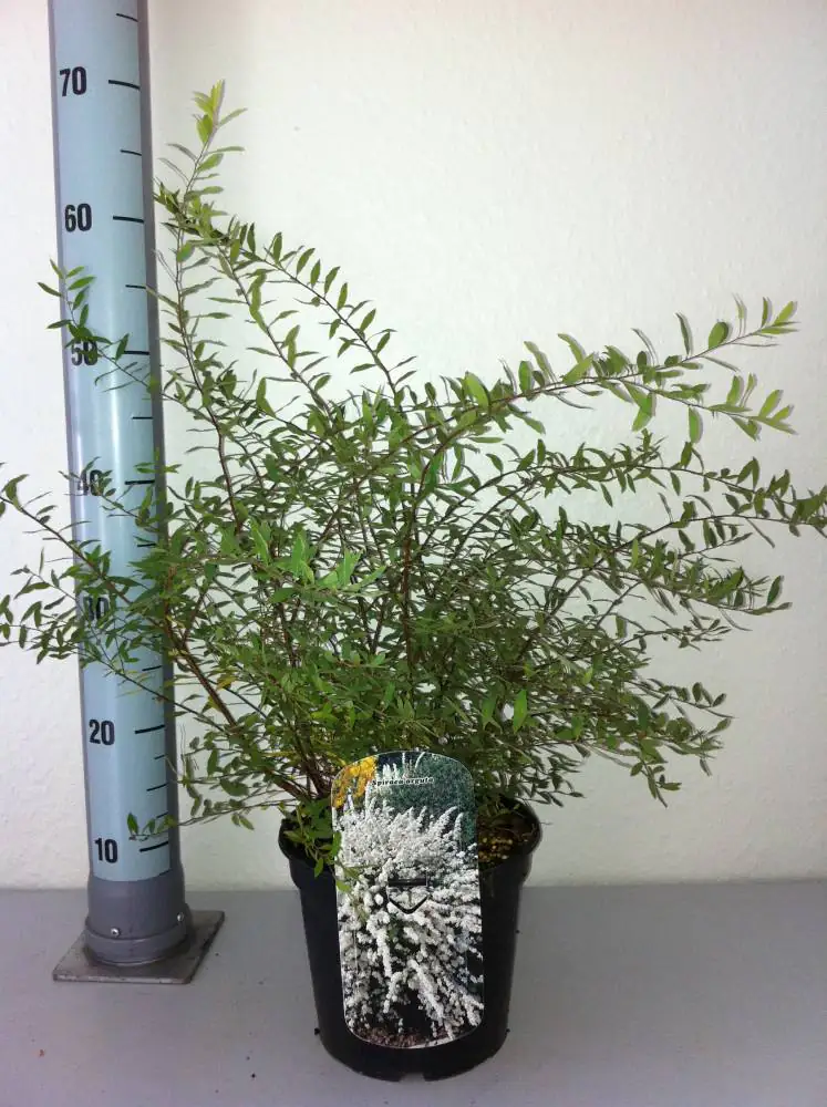 Schneespiere 3 l Container