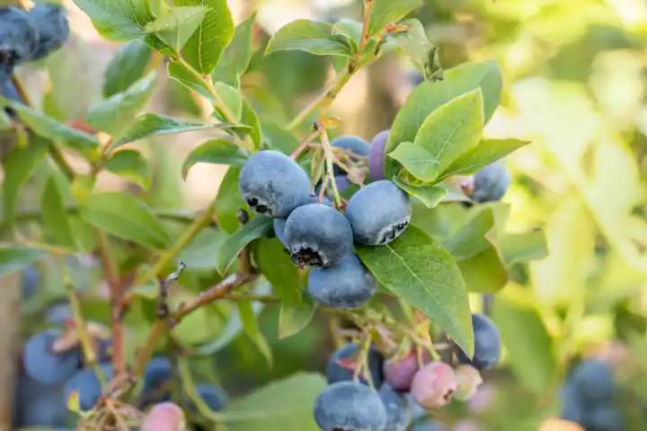 Stadt Ernte Bio Heidelbeere Vaccinium Bluecrop 2 L Container
