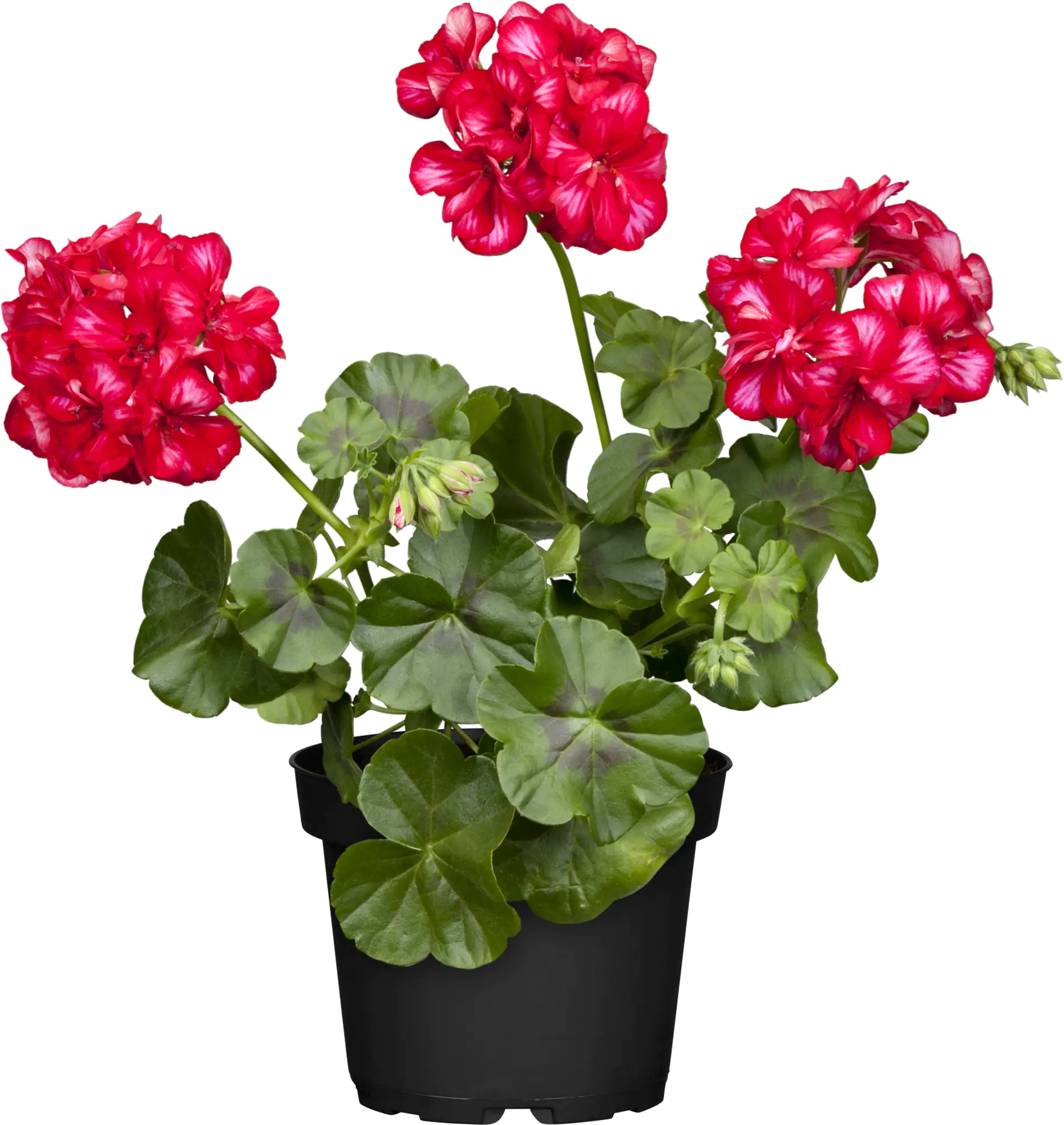 Geranie stehend Geranium zonale H ca 25 cm 1 L Container