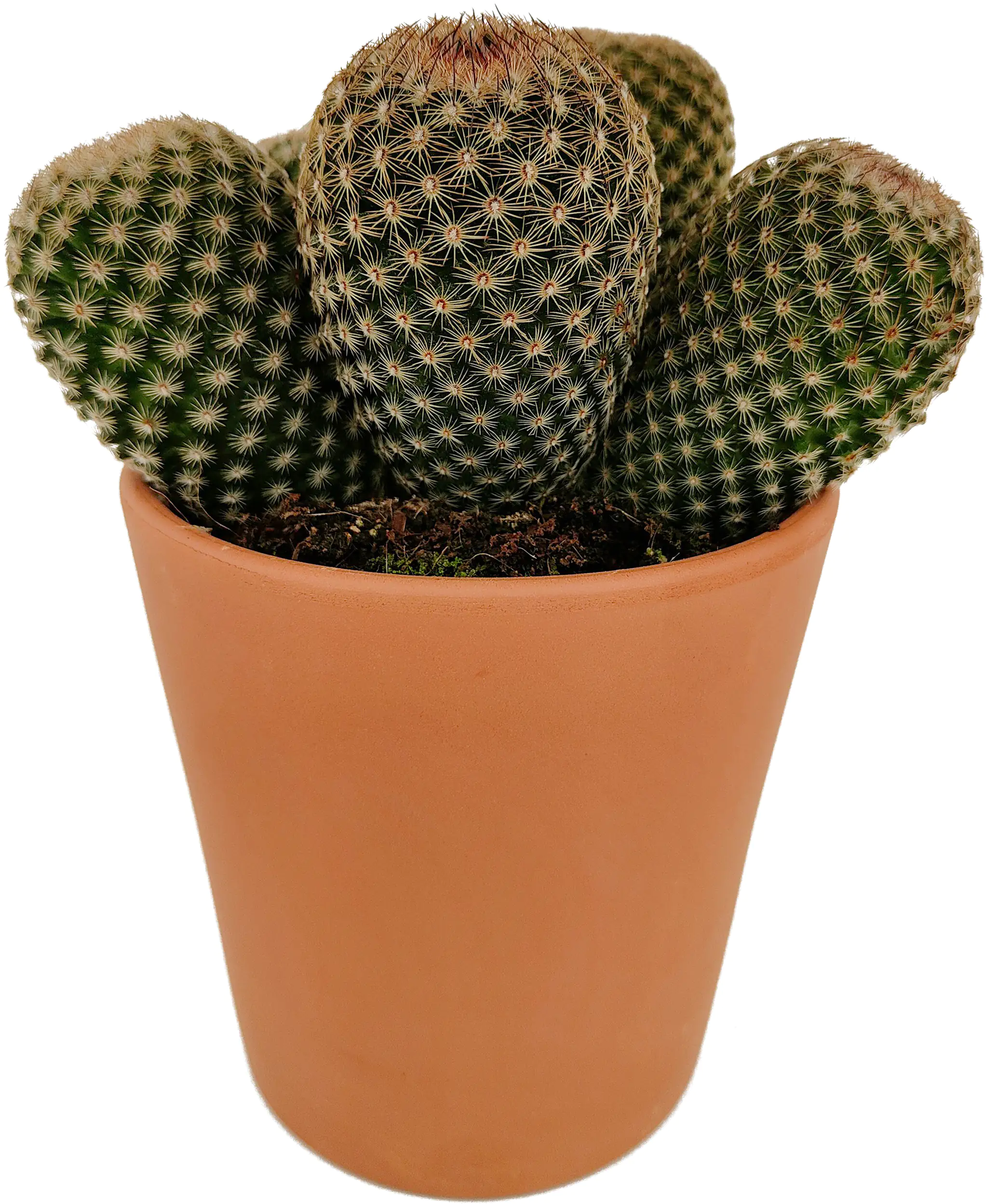 Kakteen Cactus in terracotta 11 cm Topf