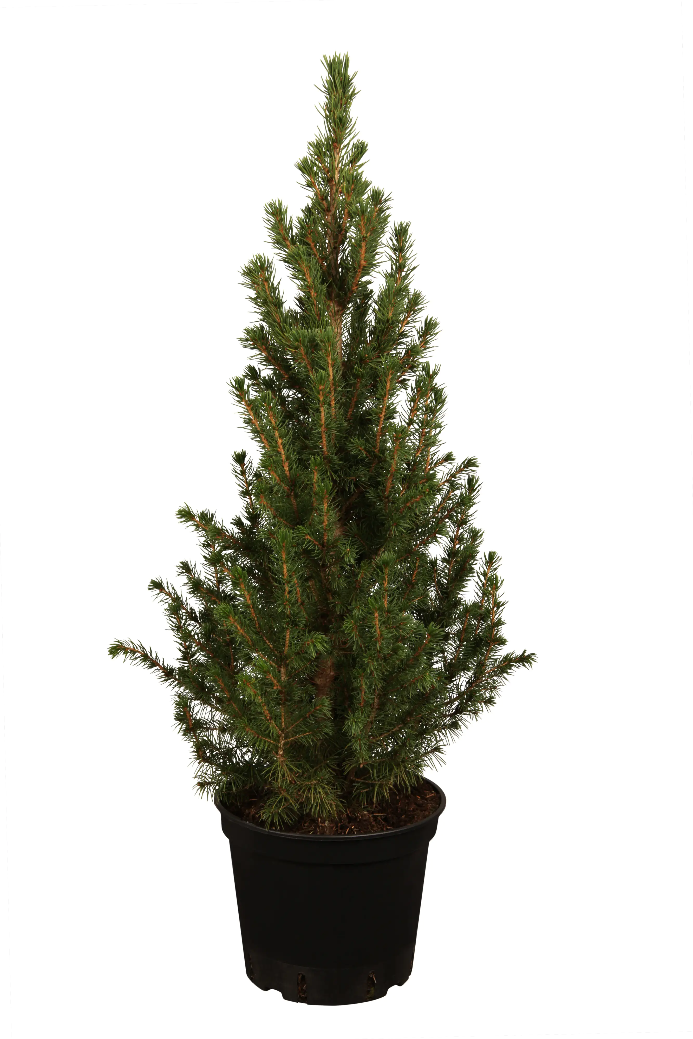 Zuckerhutfichte im Topf gewachsen 21 cm Topf, 60-70 cm hoch