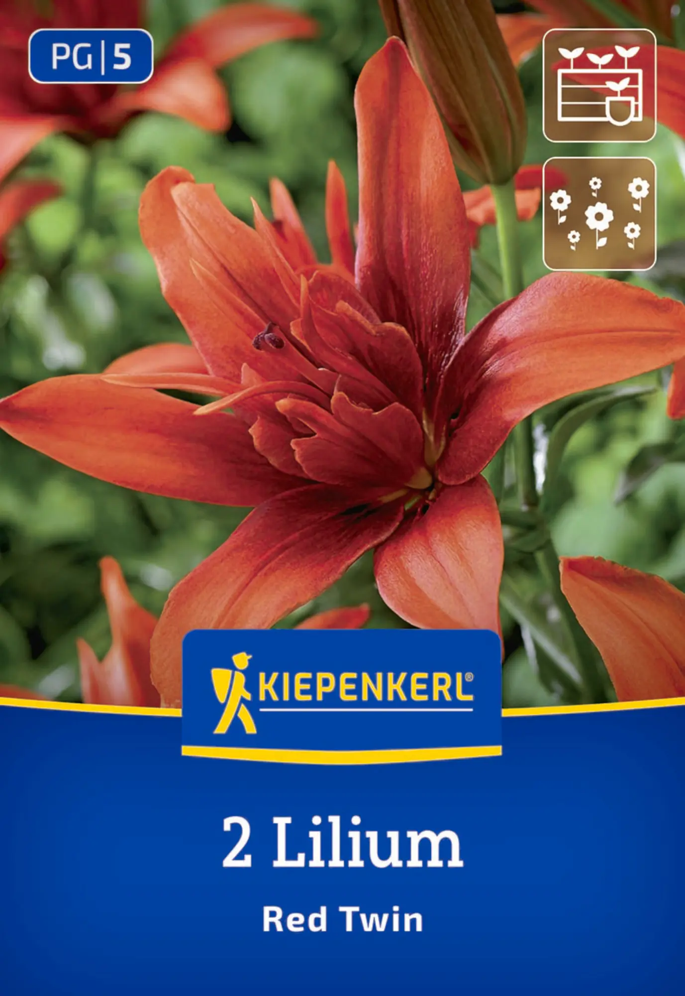 Kiepenkerl Frühjahrsblumenzwiebel Asiatische Lilie Red Twin 2 Stück