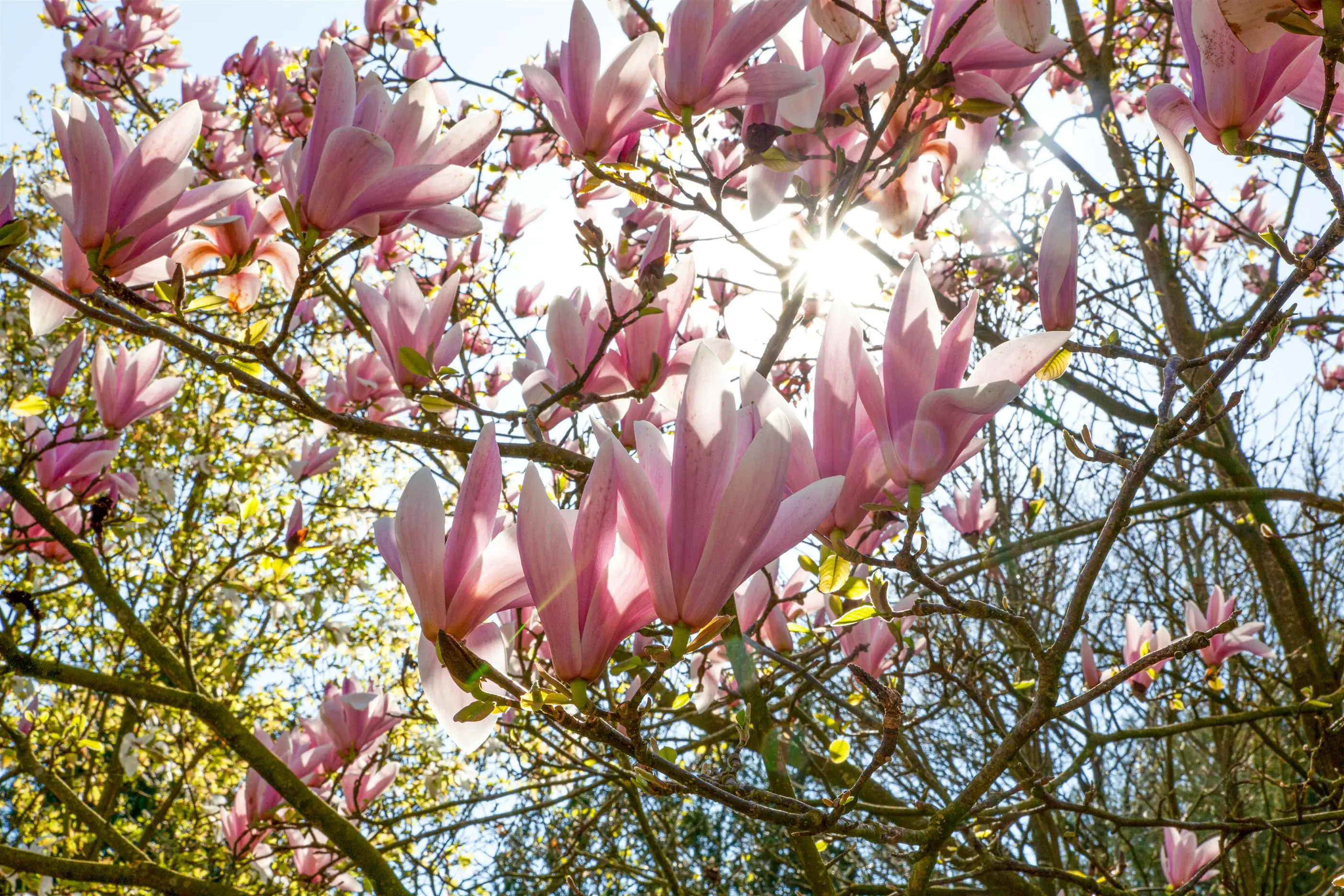 Tulpenmagnolie 5 l Container