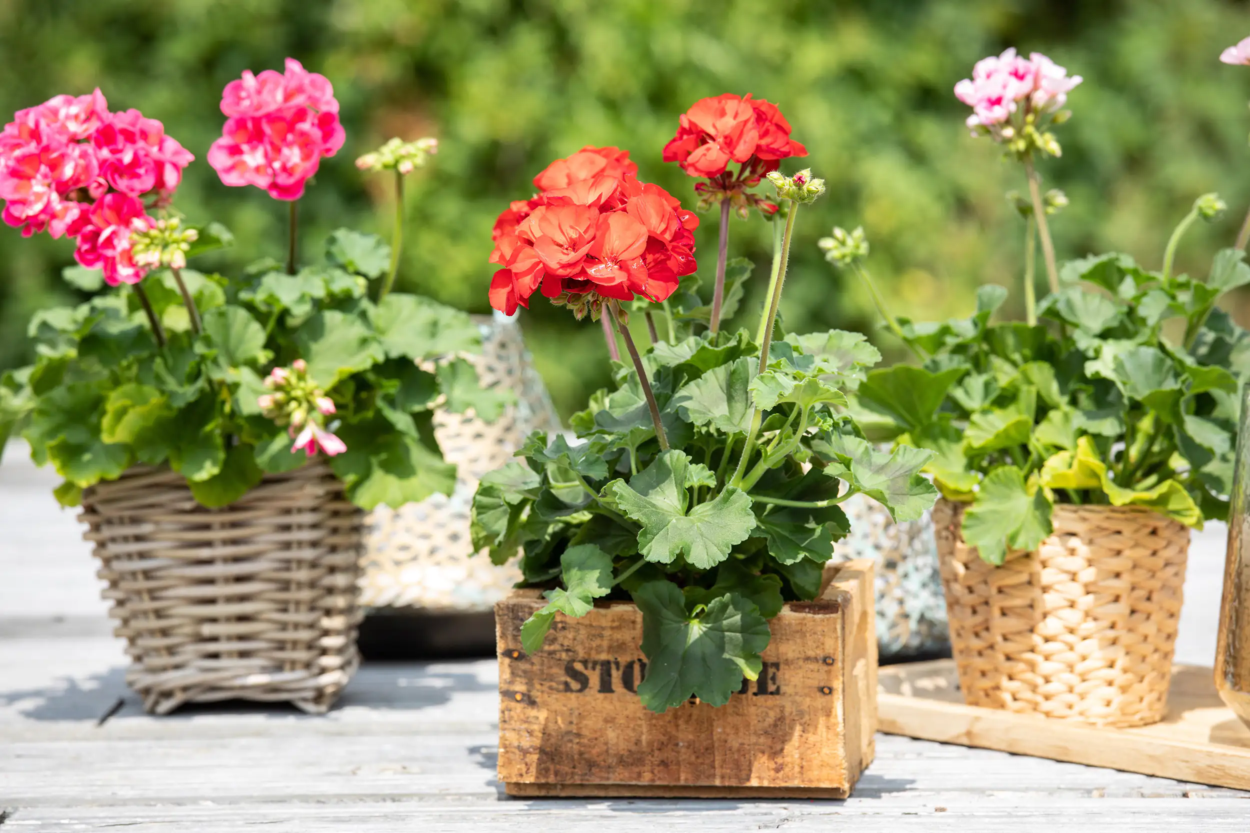 Geranie stehend Geranium zonale H ca 25 cm 1 L Container