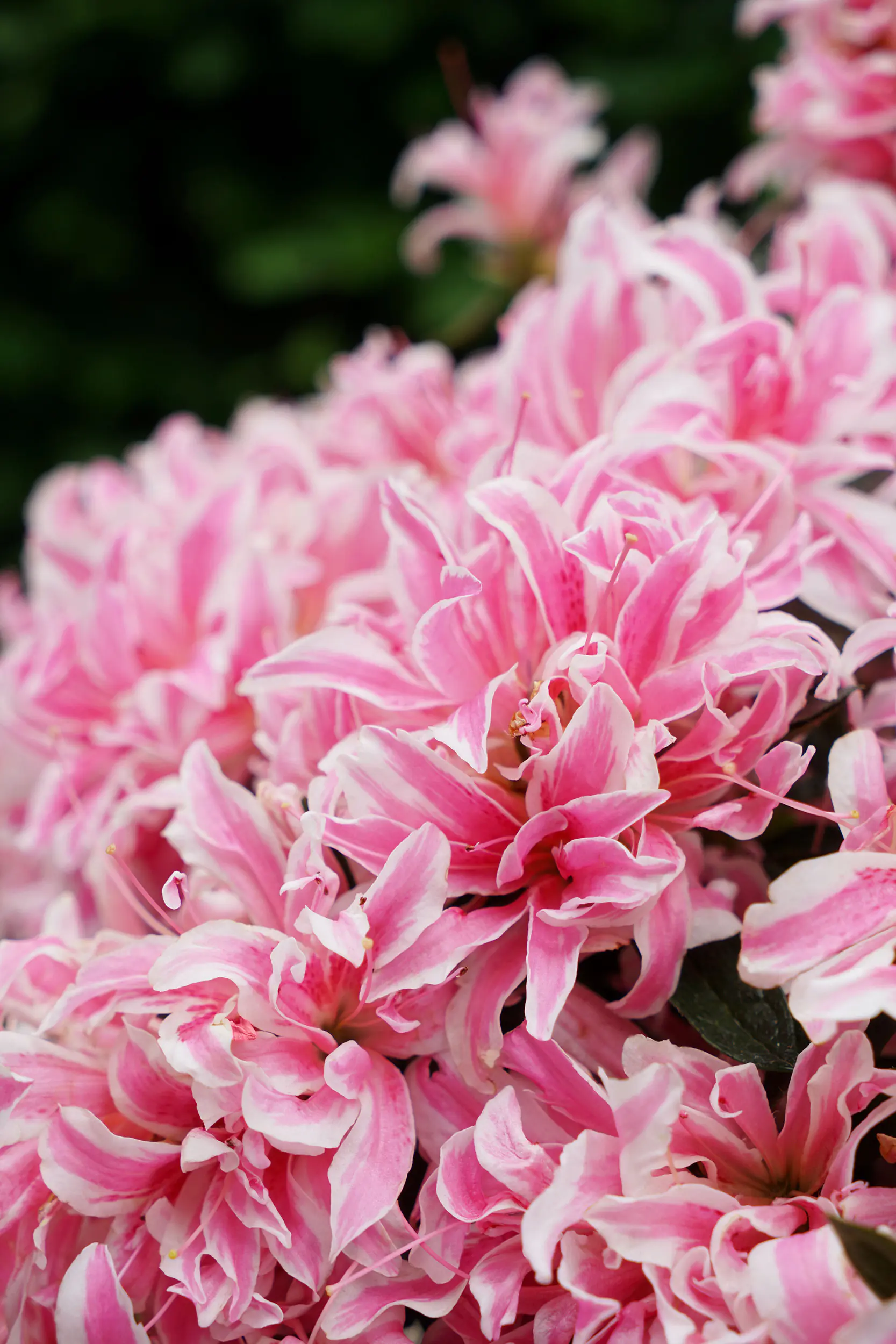 Japanische Azalee Rhododendron Pink Spider 20 - 30 cm hoch 17 cm Topf