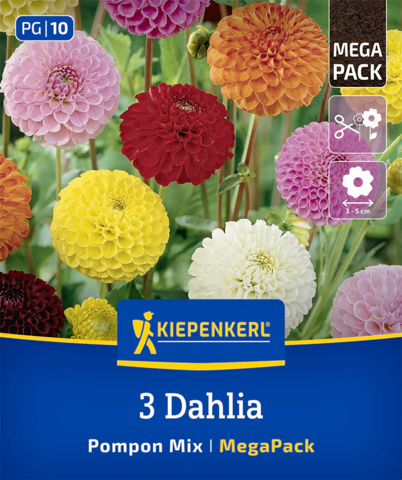 Kiepenkerl Mega-Pack Frühjahrsblumenzwiebel Pompon-Dahlien Mischung 3 Stück