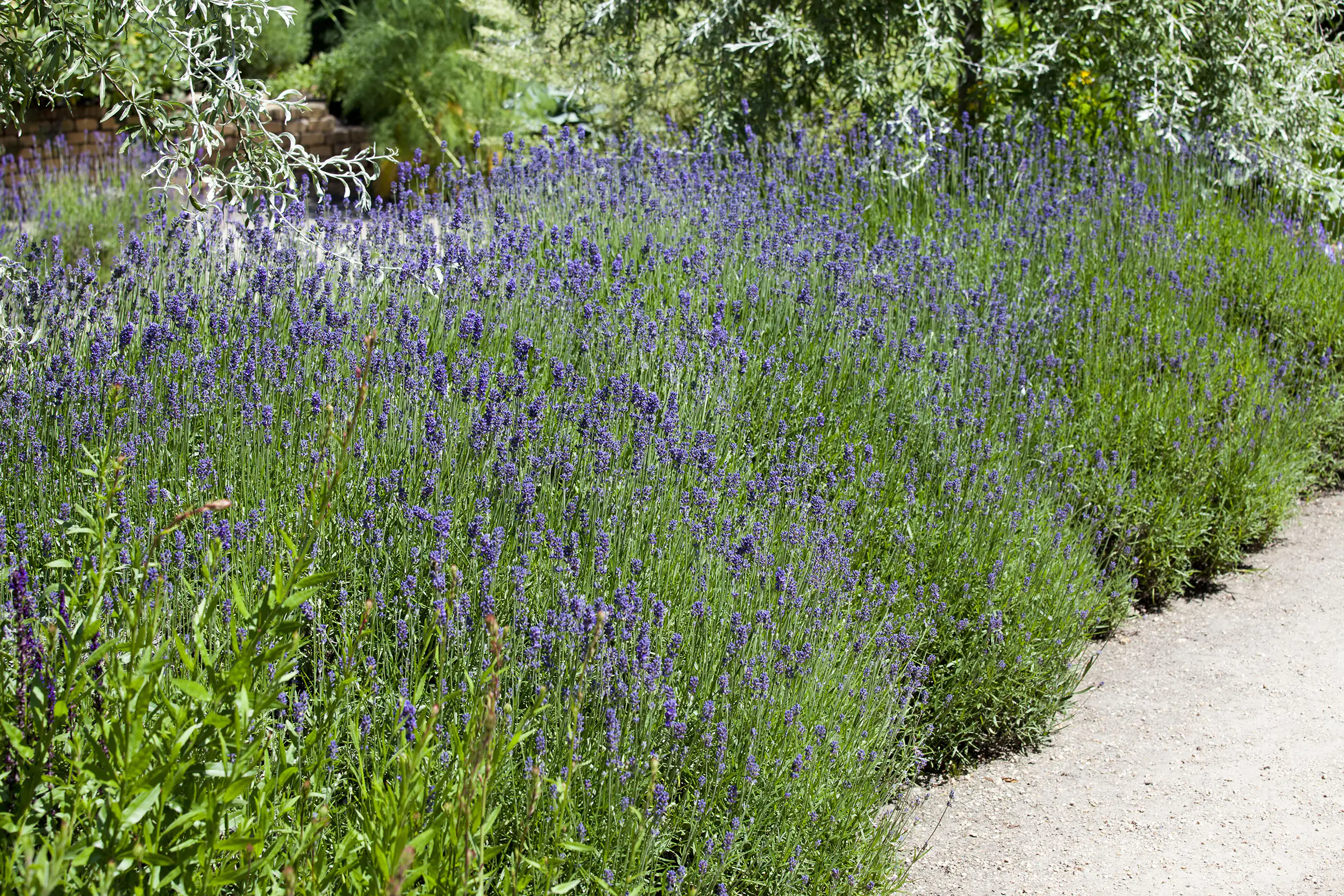 Garten Lavendel Lavandula angustifolia 2 Liter Container