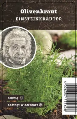 Einsteinkräuter Olivenkraut 12 cm Topf