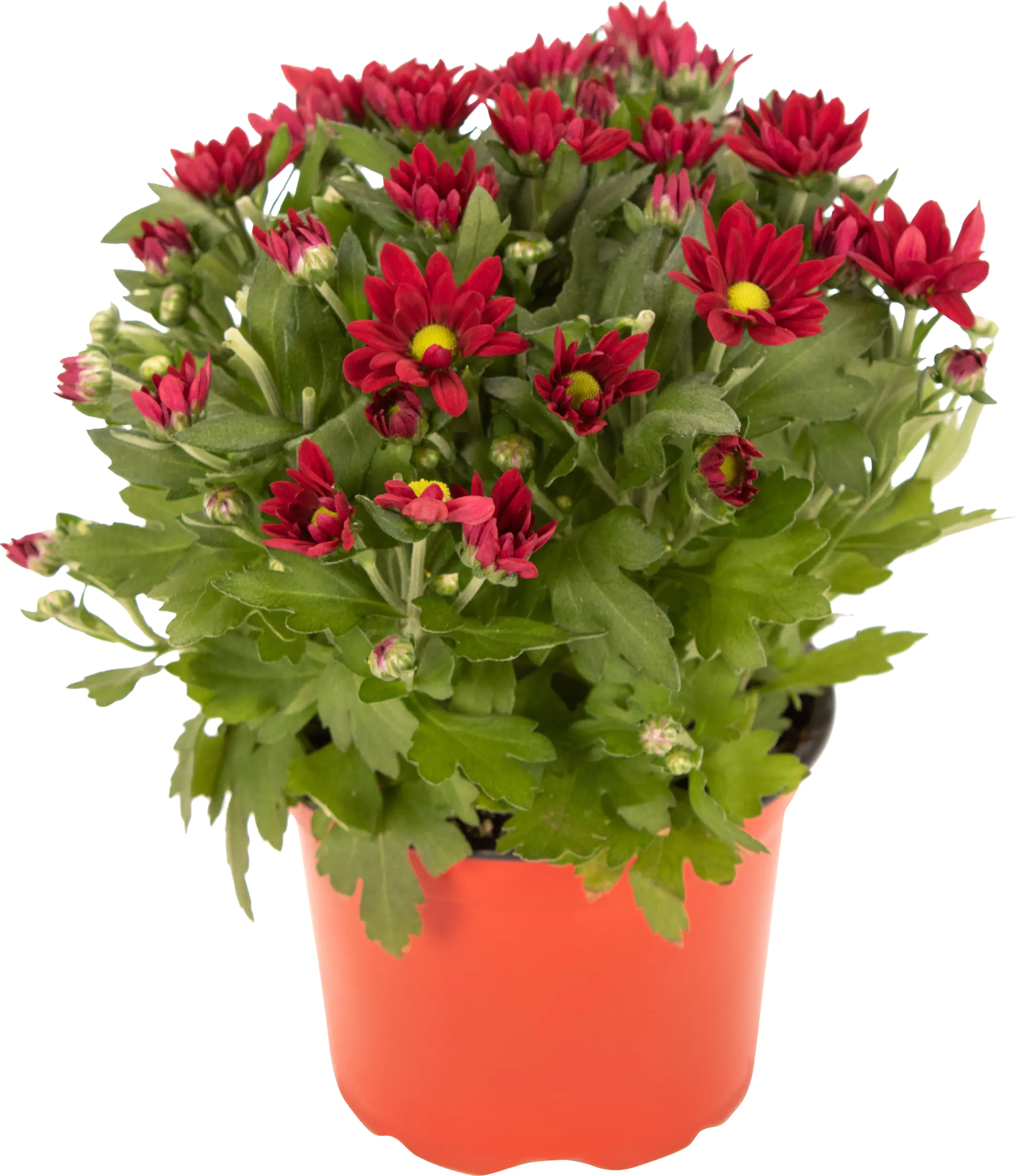 Chrysantheme Swifty H ca 20 cm 10,5 cm Topf